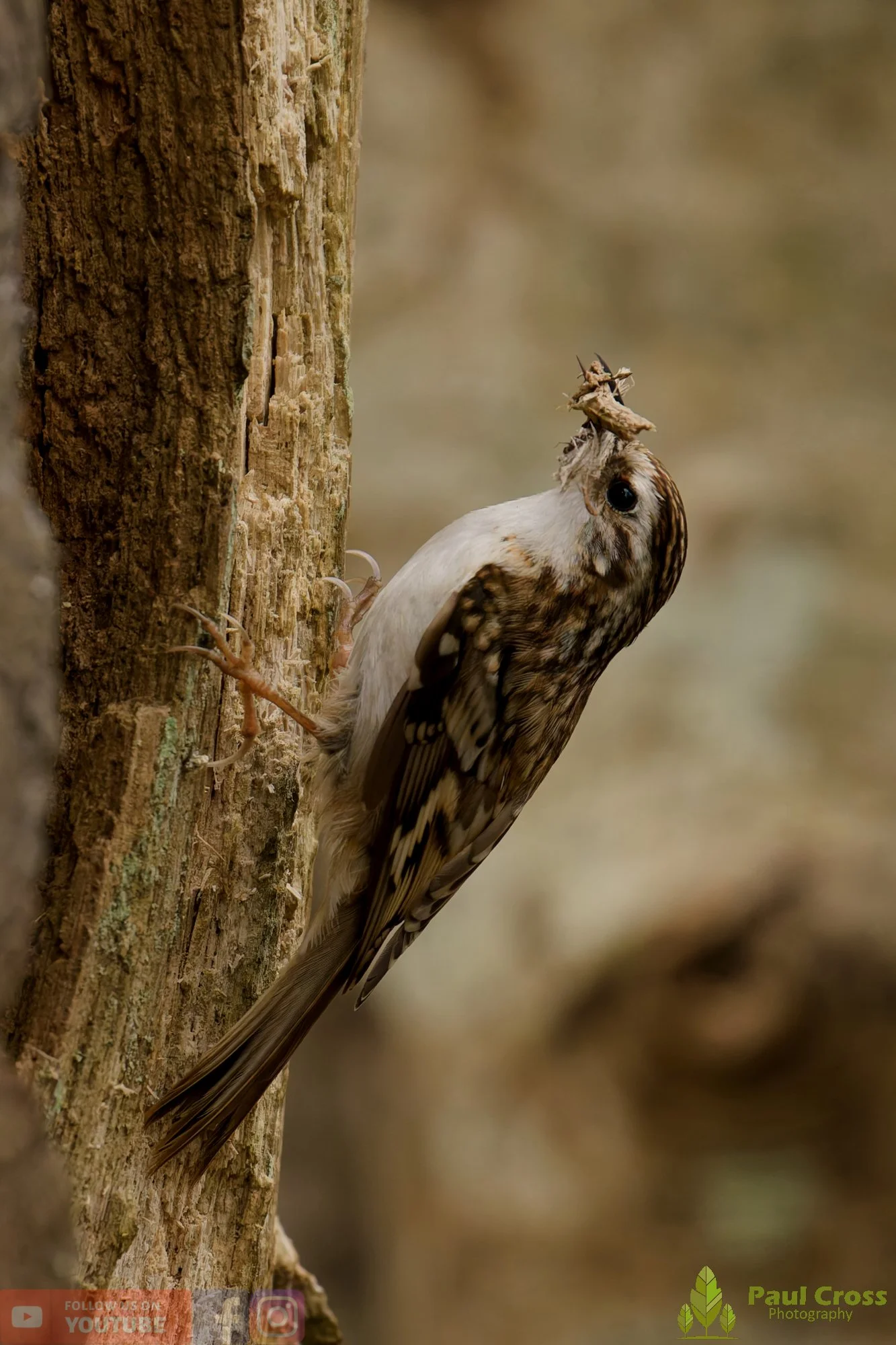 Treecreeper-00114.jpg
