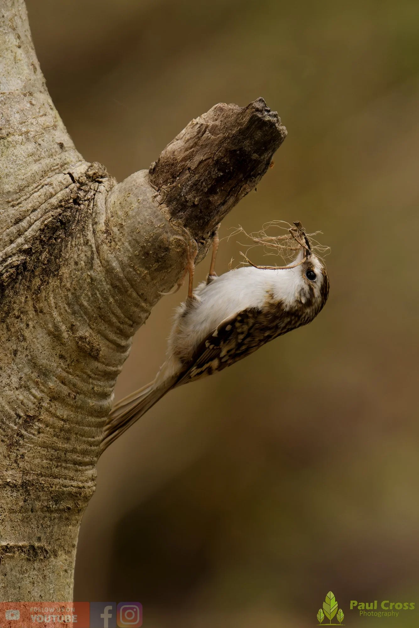 Treecreeper-00115.jpg