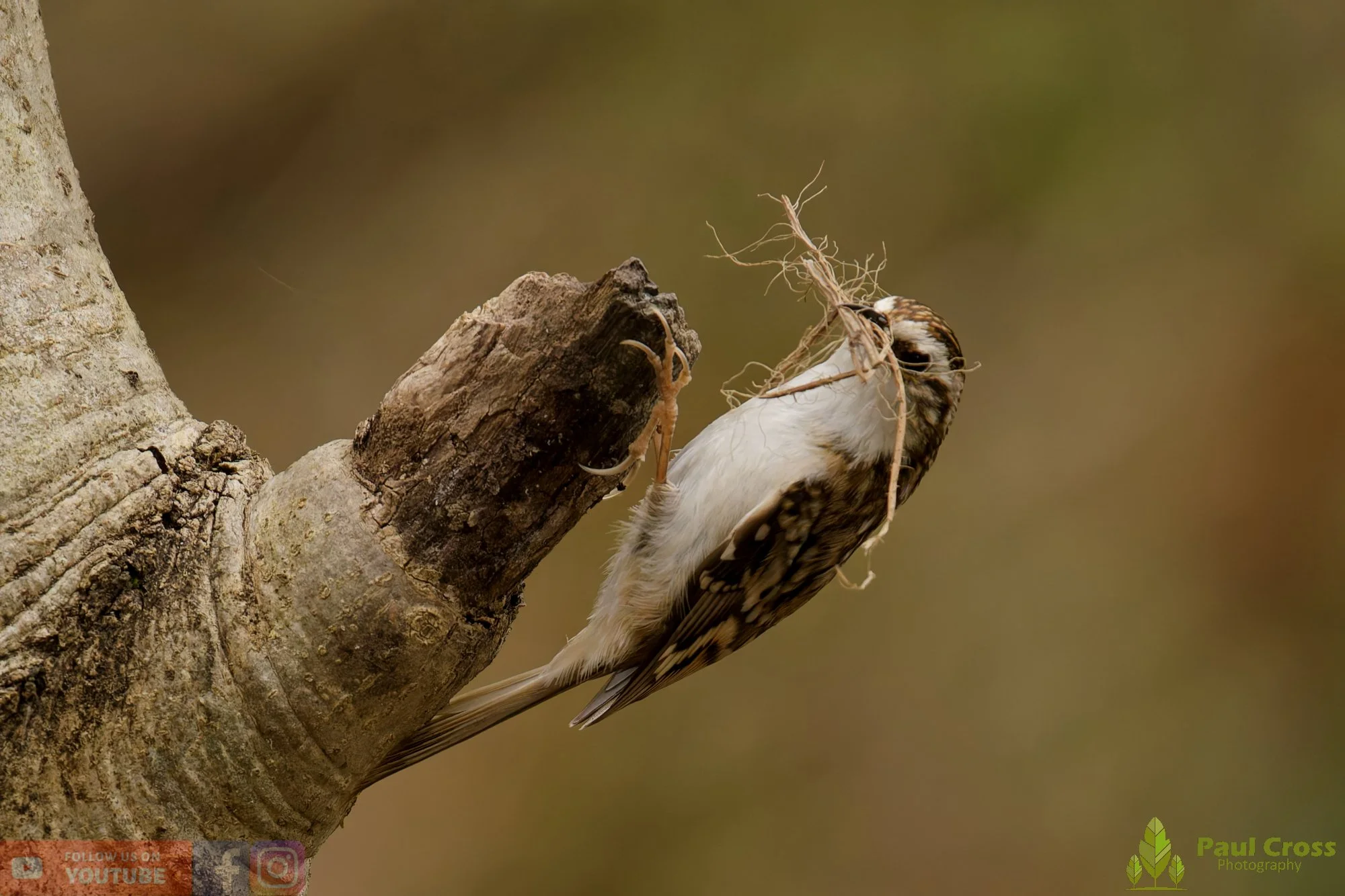 Treecreeper-00116.jpg