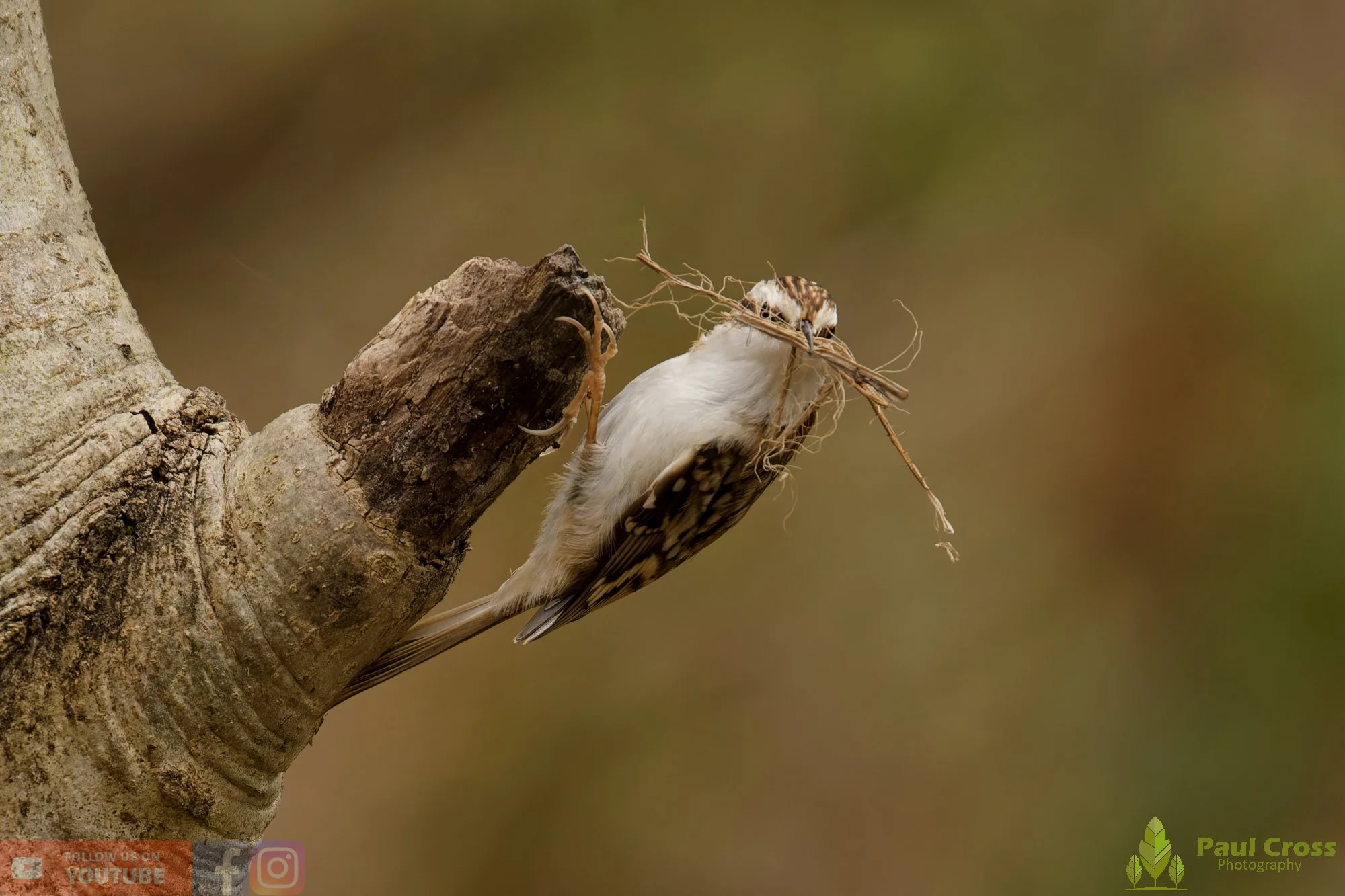 Treecreeper-00117.jpg