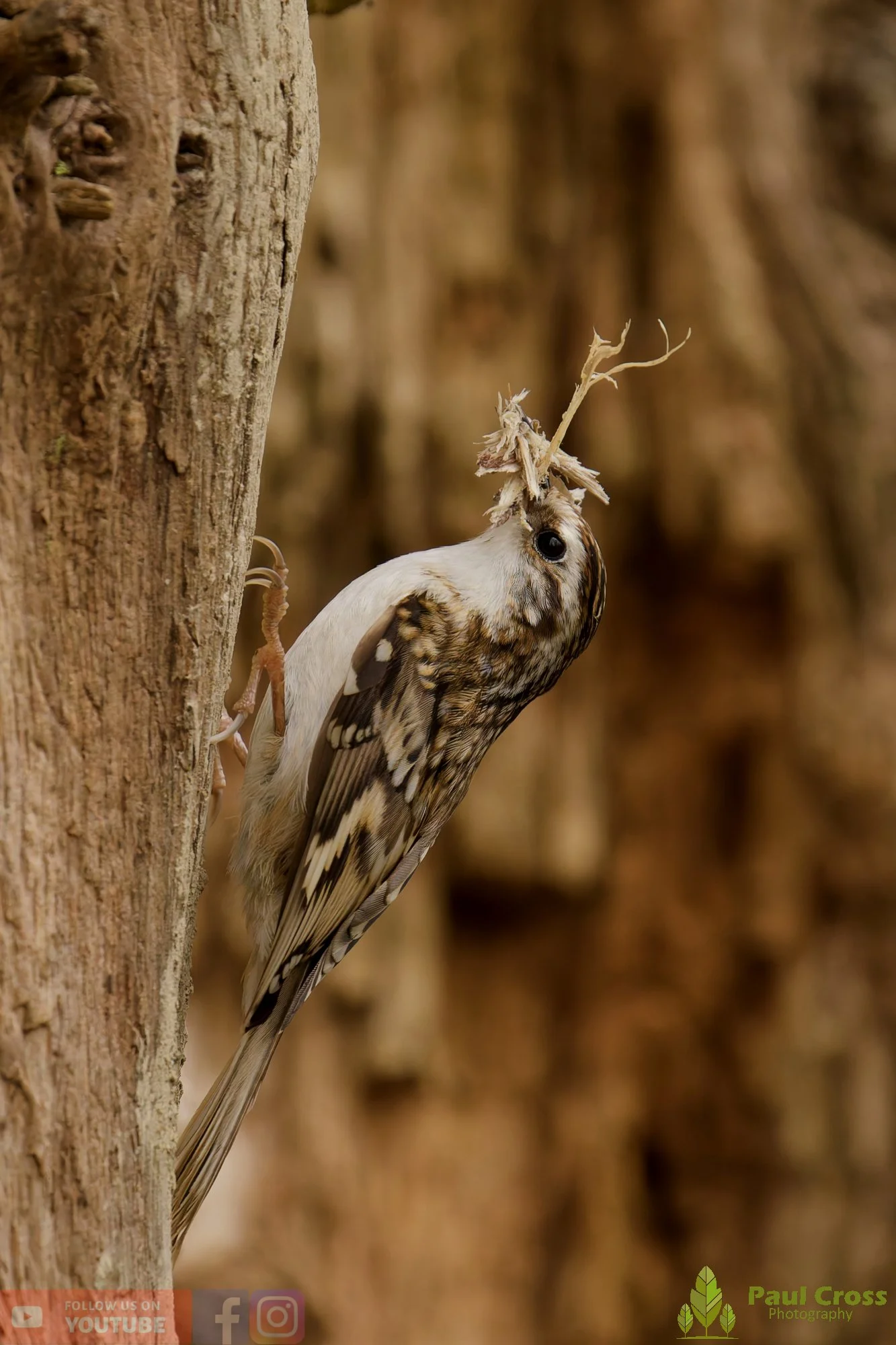 Treecreeper-00118.jpg