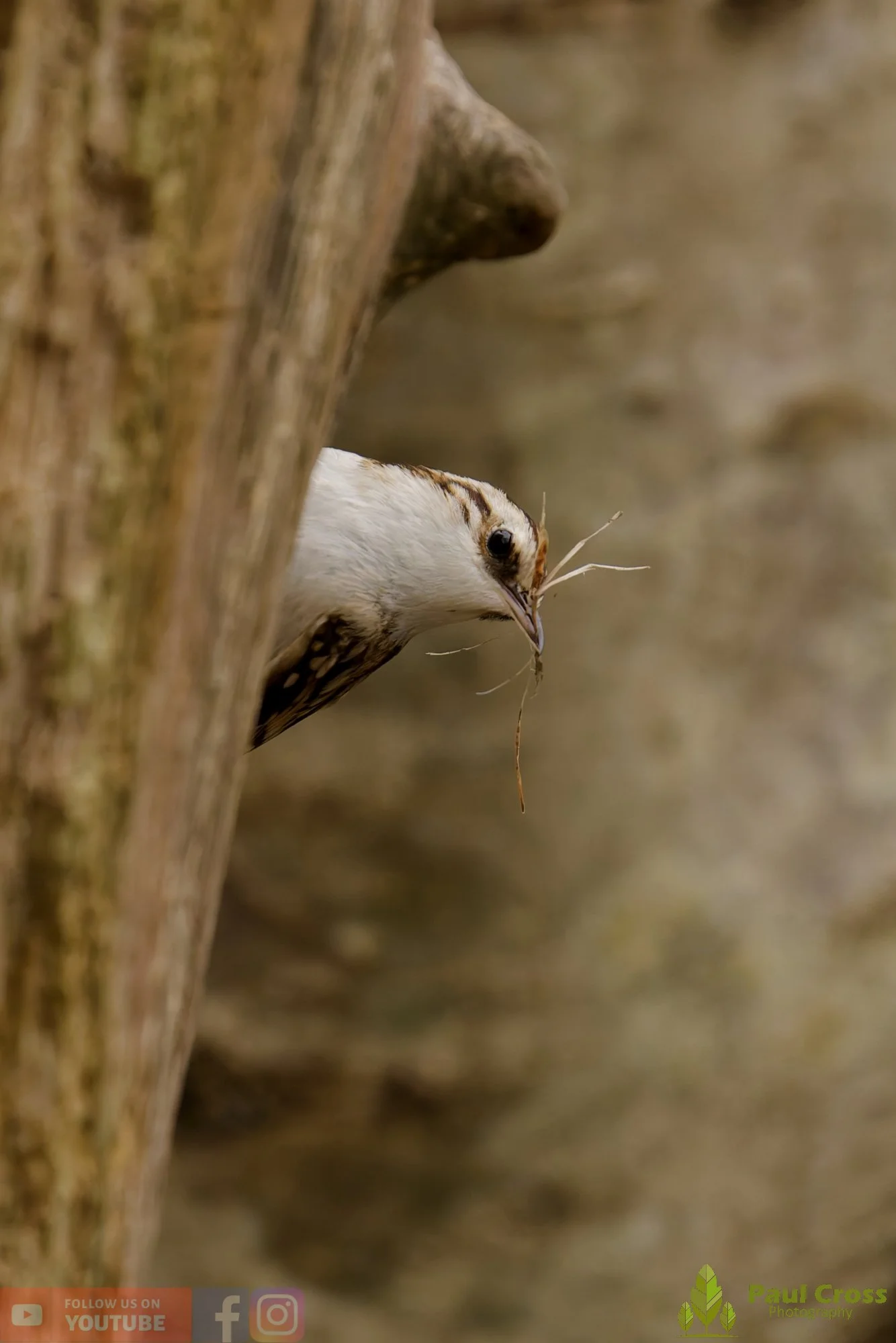 Treecreeper-00119.jpg