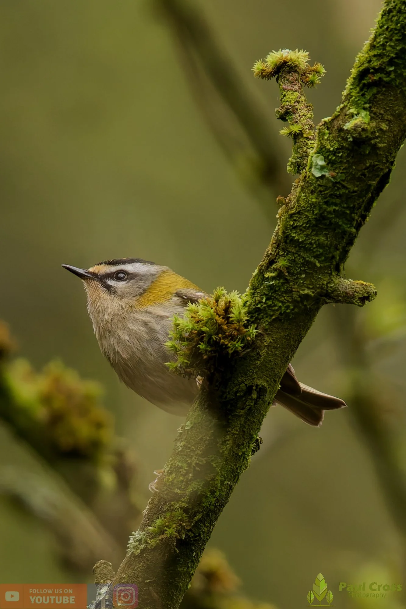 Common Firecrest-00002.jpg