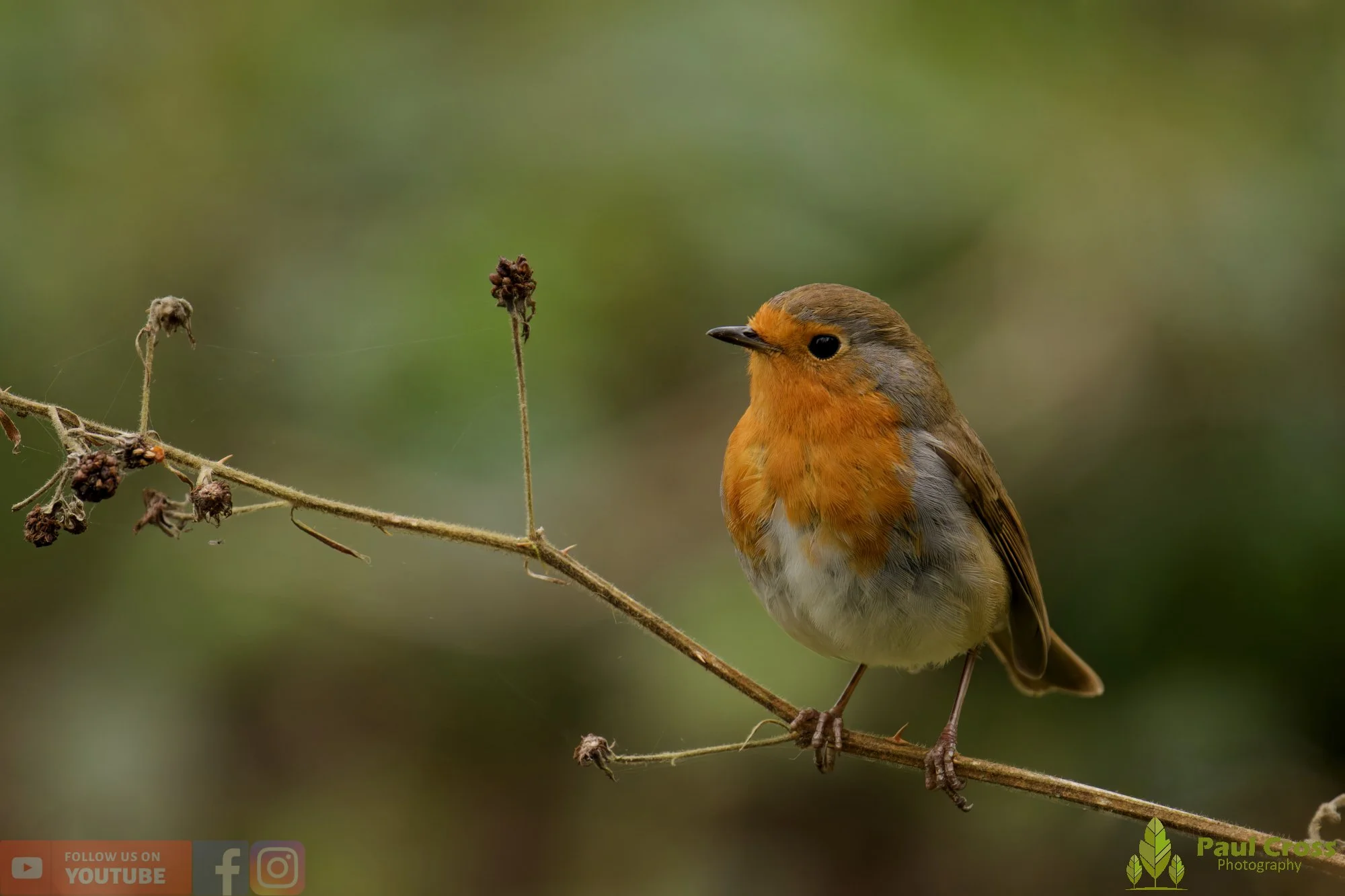 Robin-00305.jpg