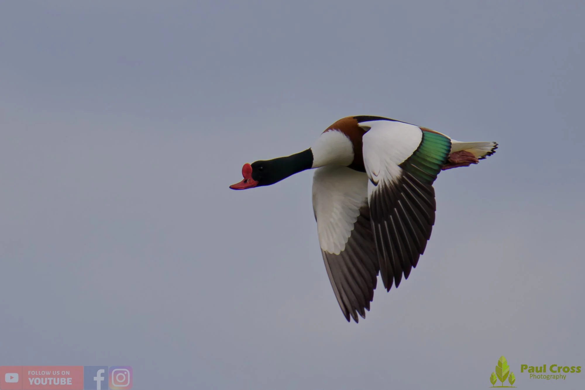 Shelduck-00088.jpg