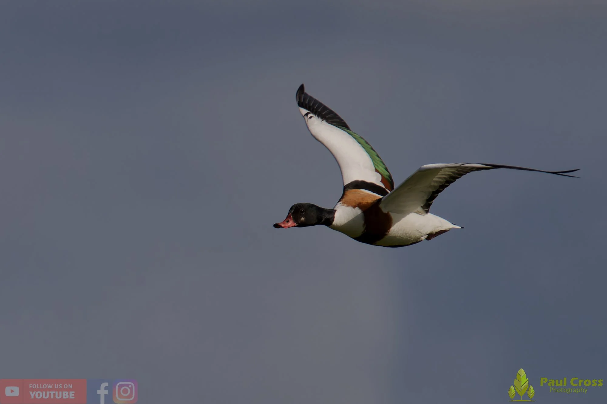 Shelduck-00089.jpg