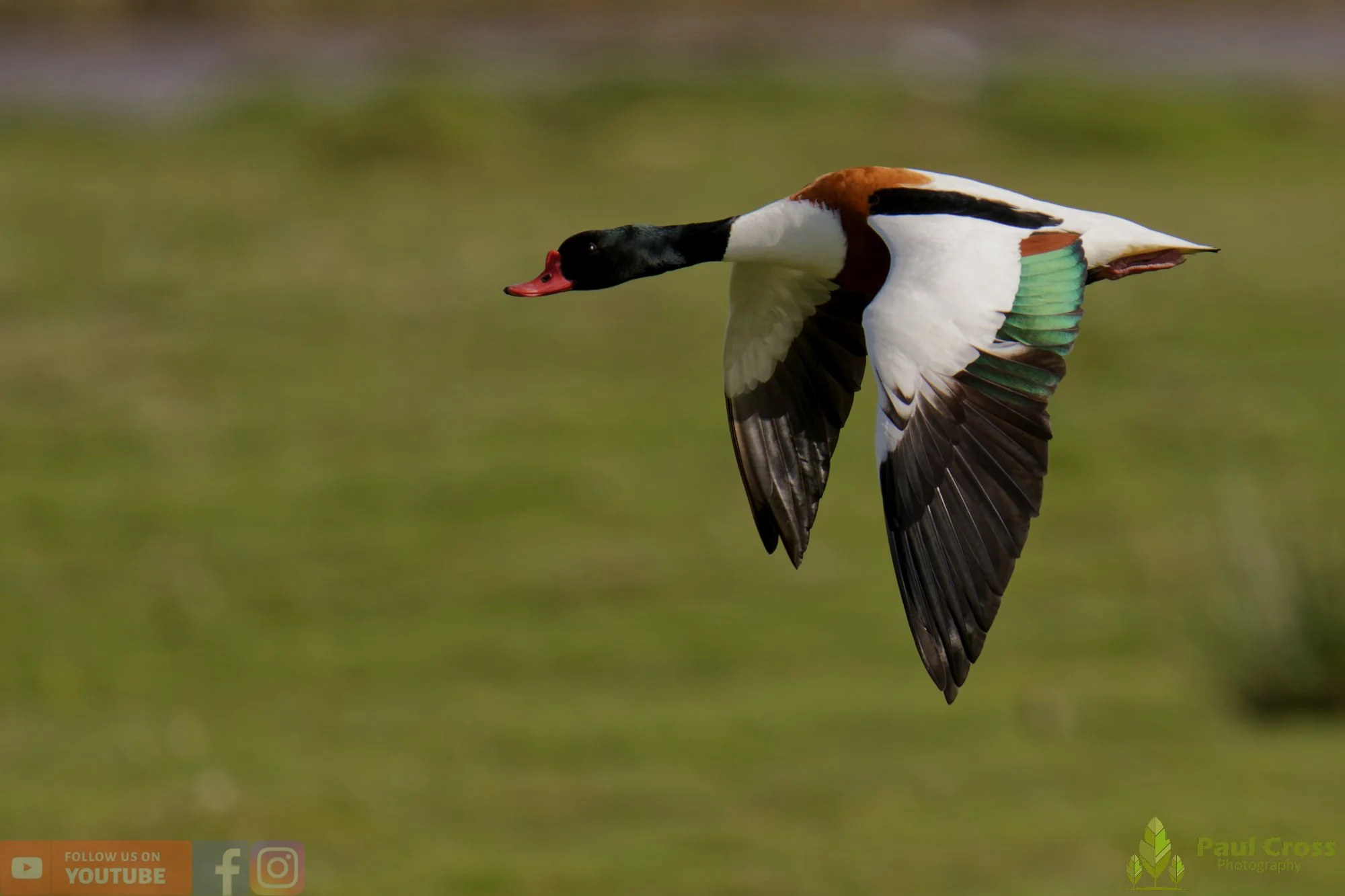 Shelduck-00091.jpg