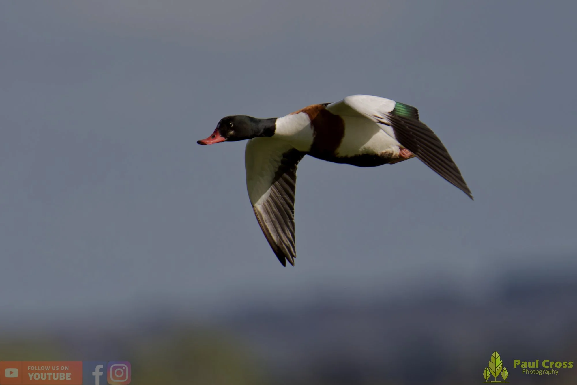 Shelduck-00090.jpg