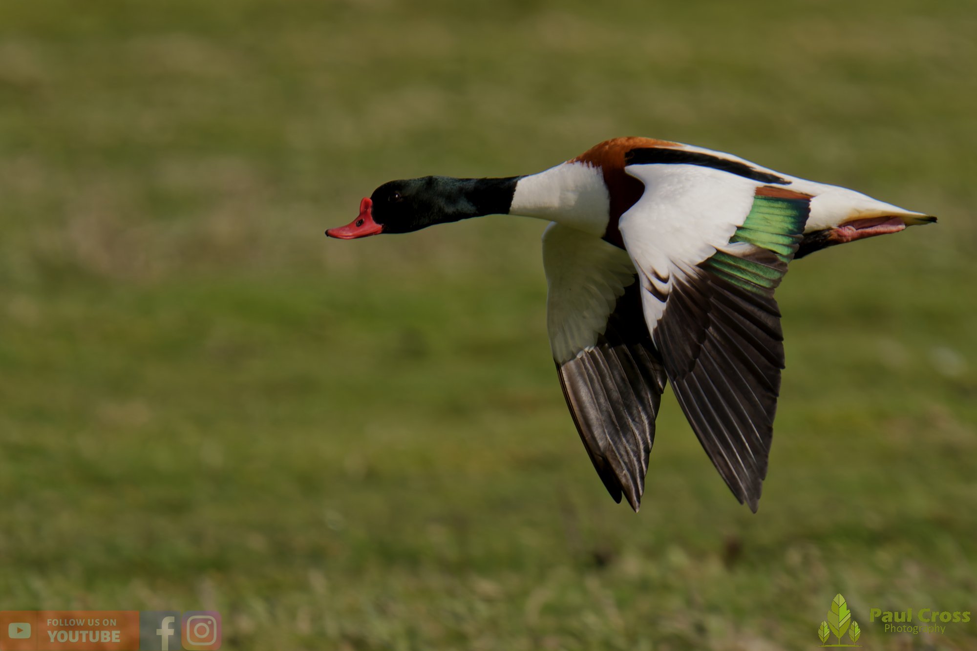 Shelduck-00092.jpg