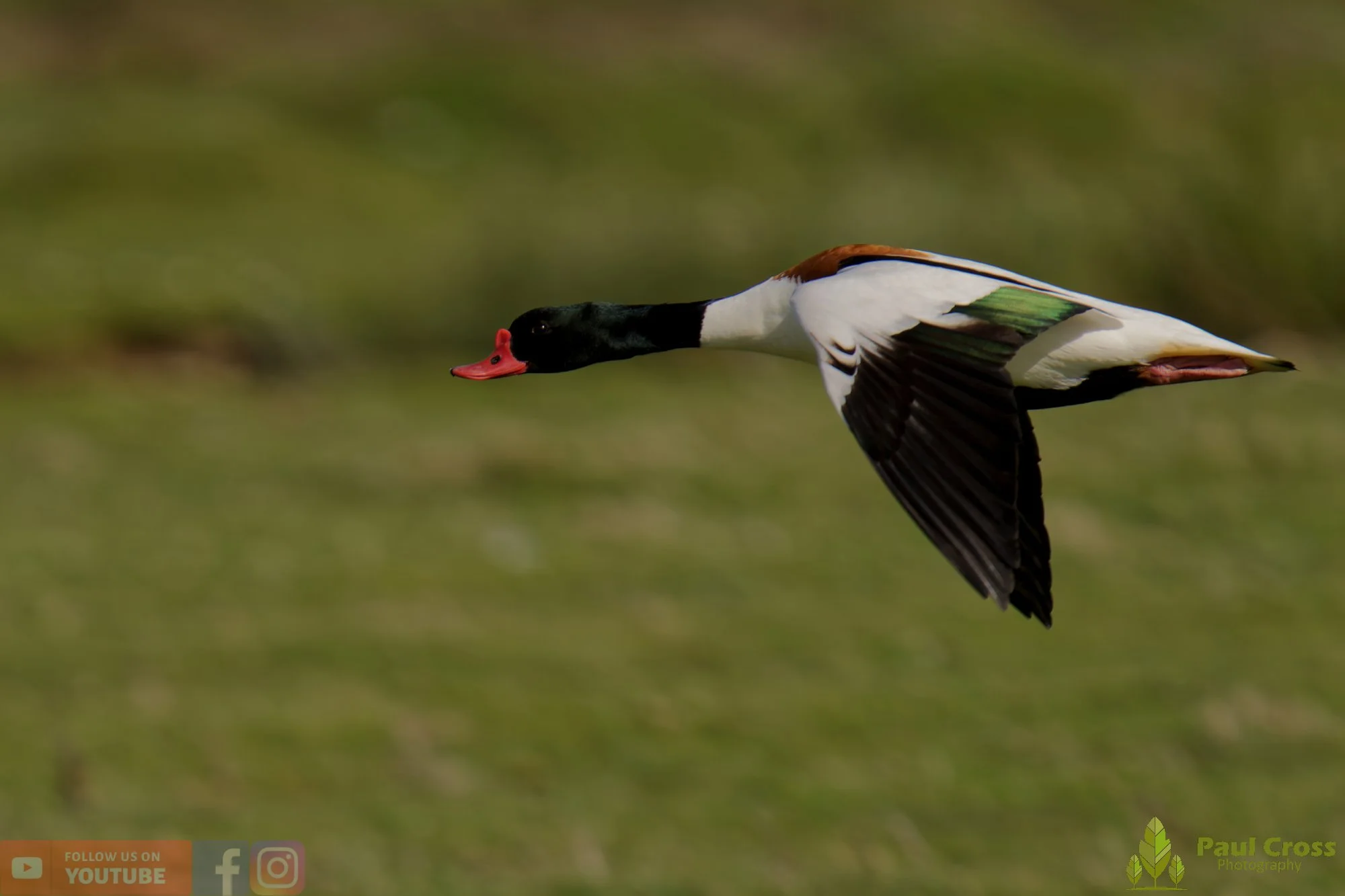 Shelduck-00093.jpg
