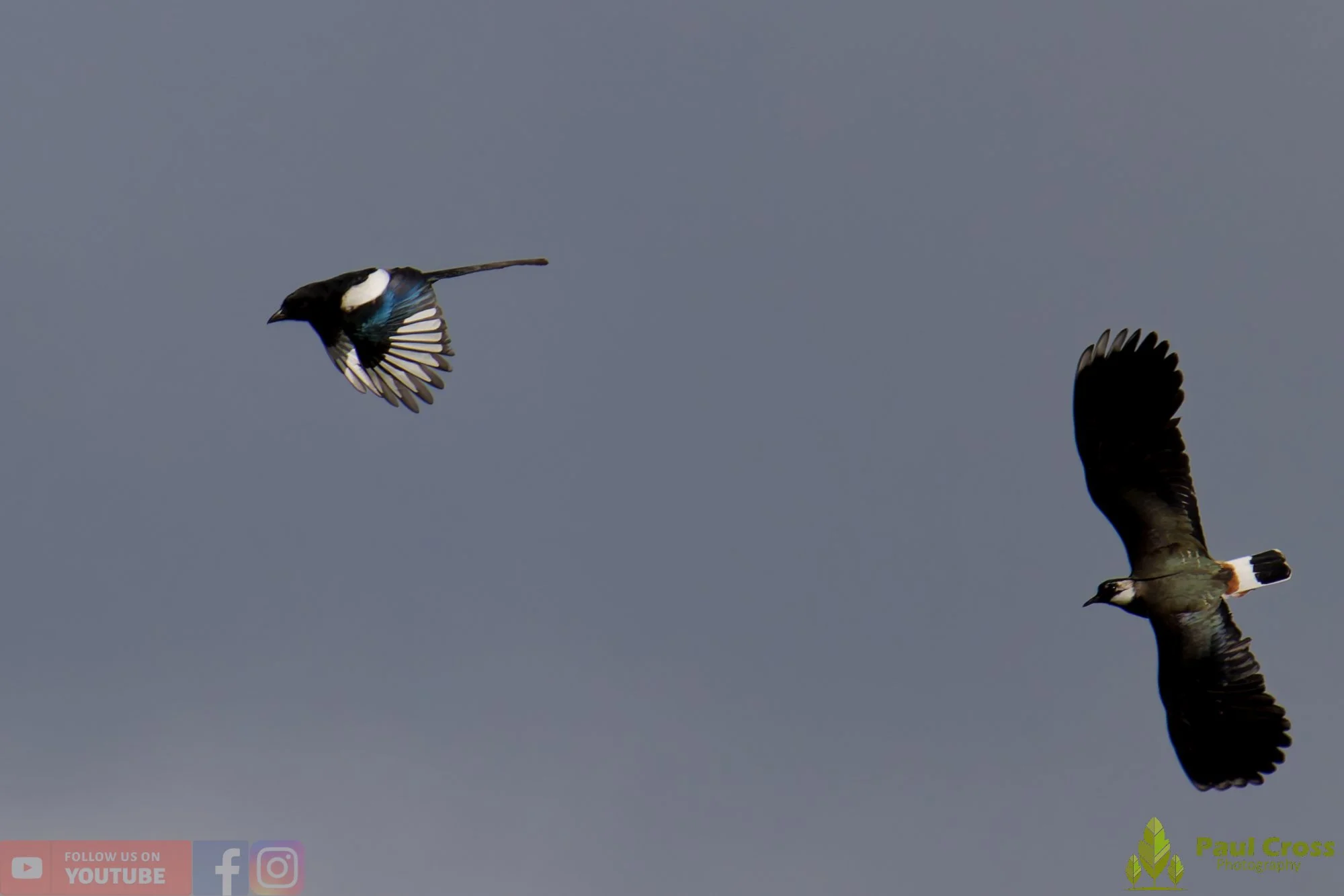 Northern lapwing-00148.jpg