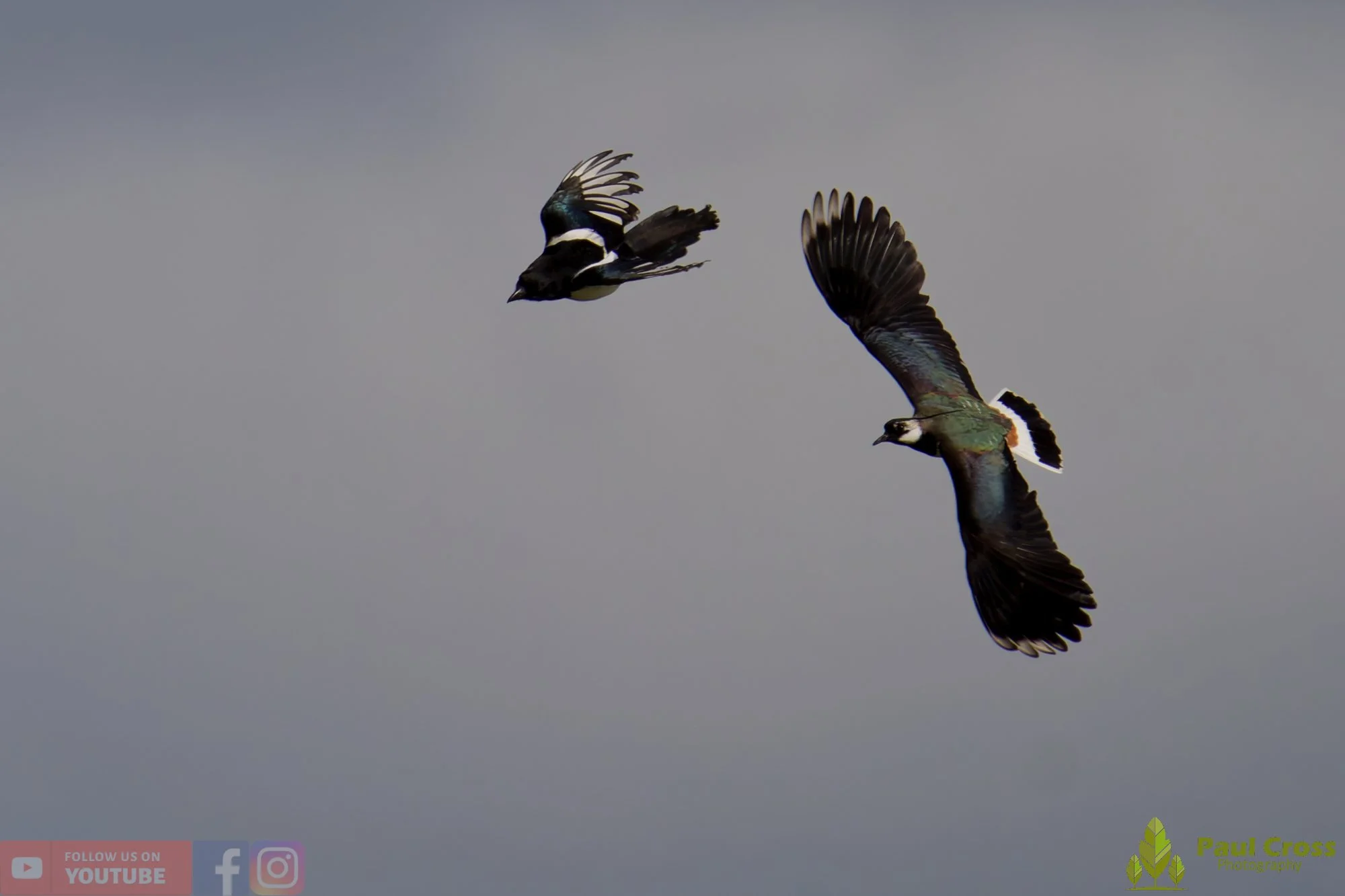 Northern lapwing-00149.jpg
