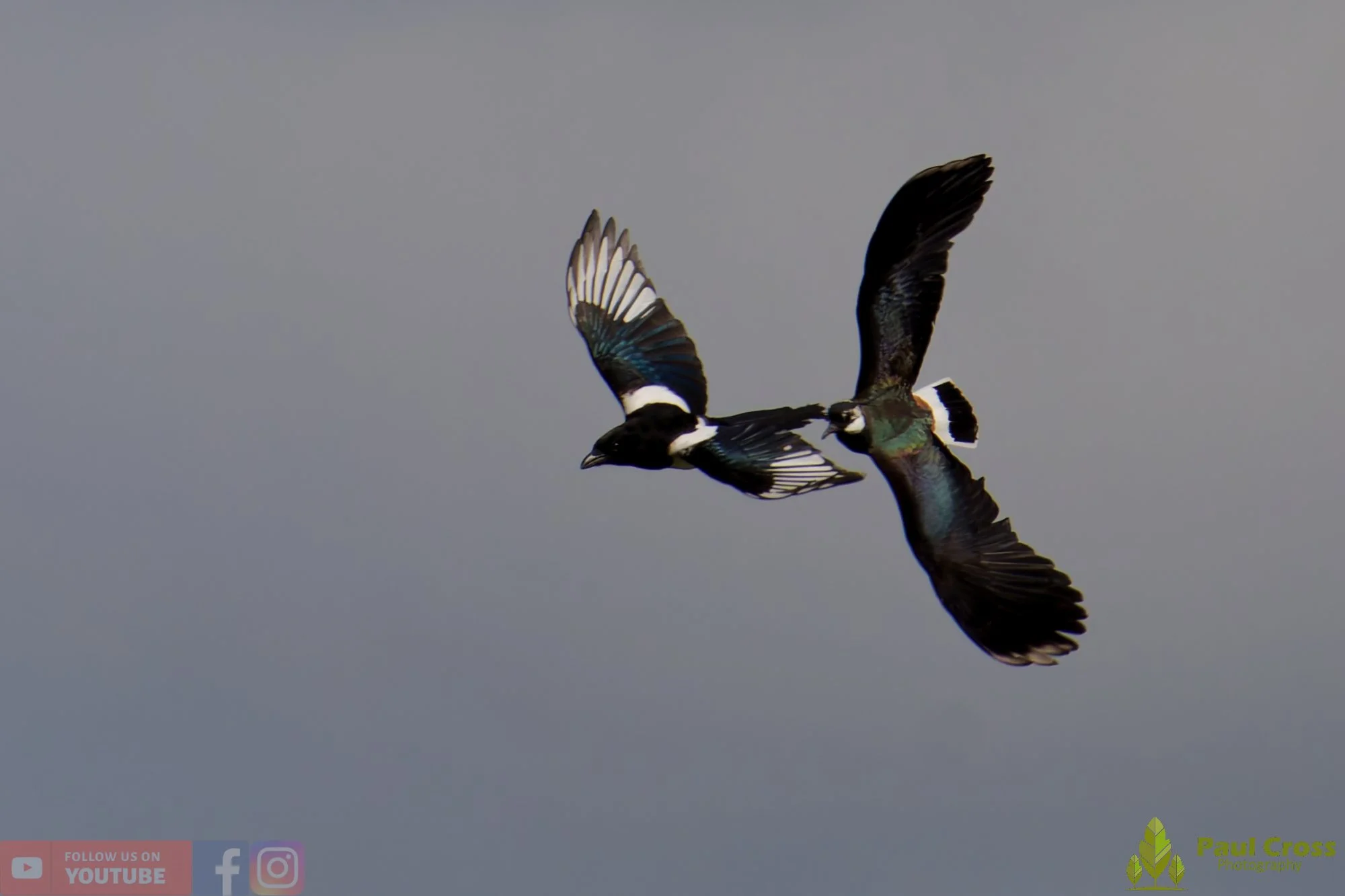 Northern lapwing-00150.jpg