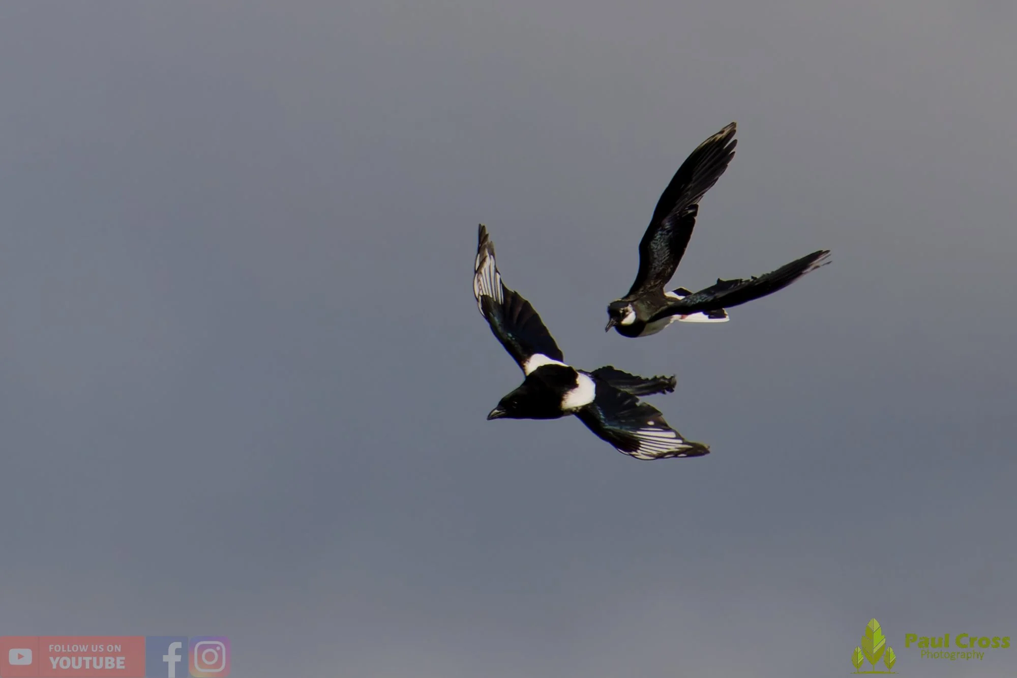 Northern lapwing-00151.jpg