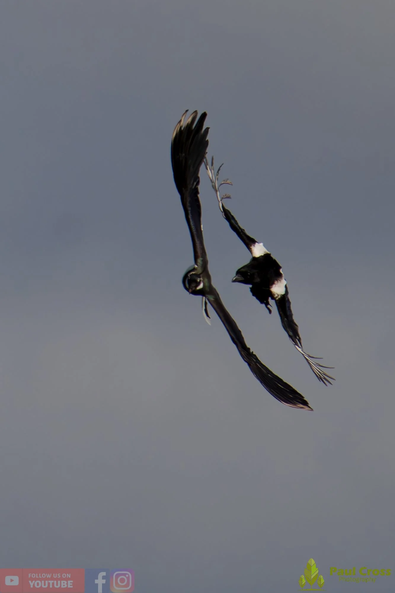 Northern lapwing-00152.jpg