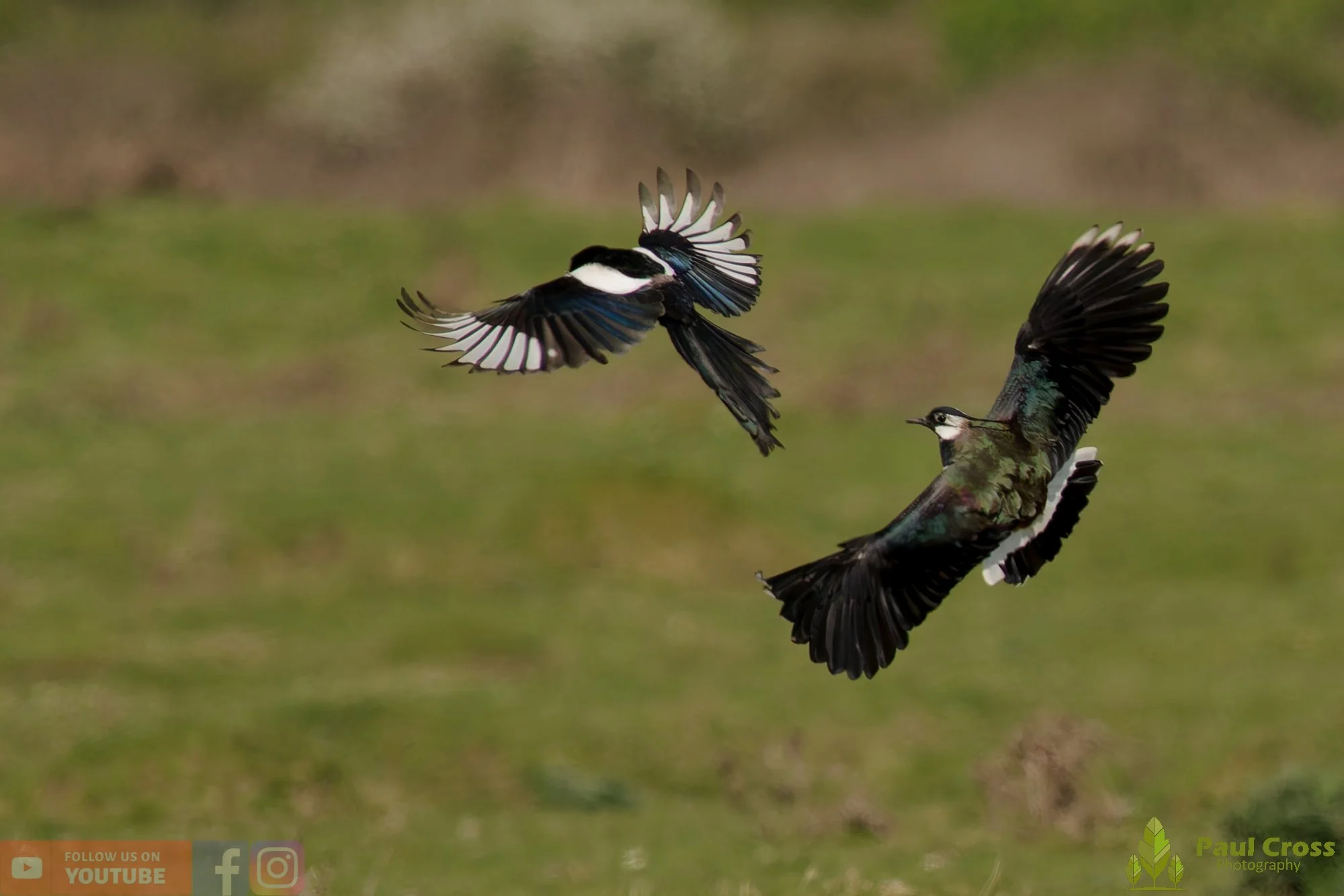Northern lapwing-00153.jpg