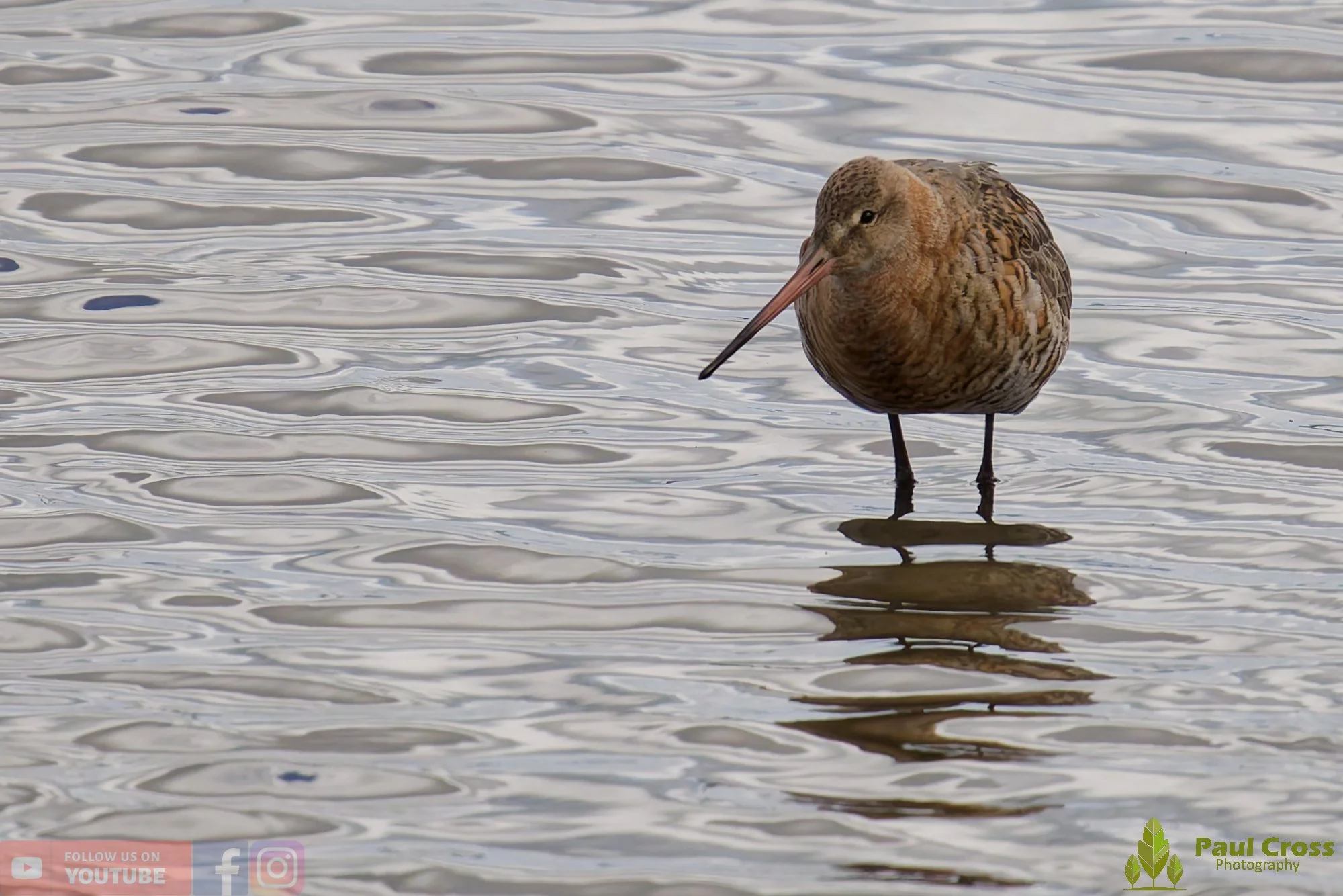 Black-Tailed Godwit-00425.jpg