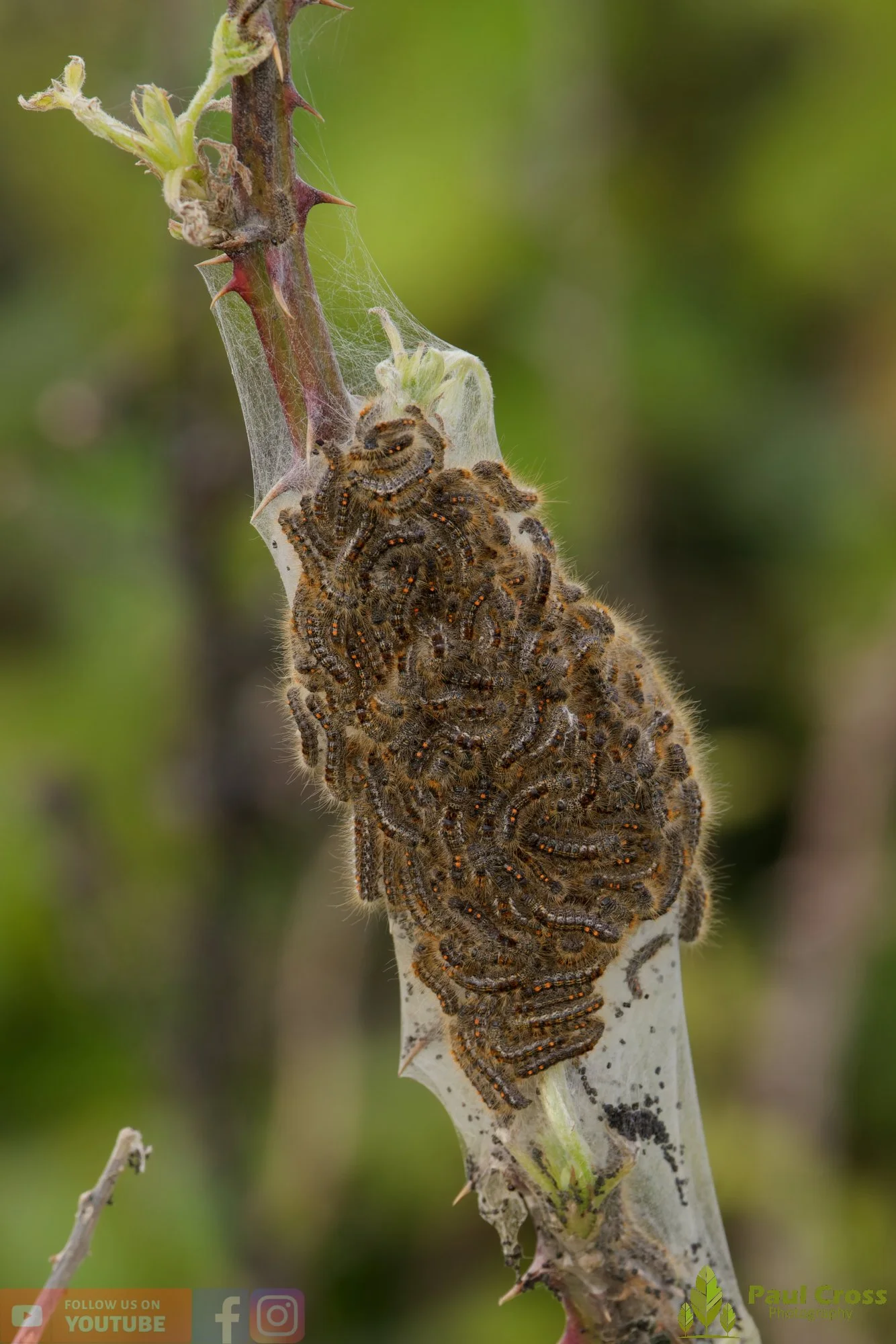 Brown-Tail Moth-00002.jpg