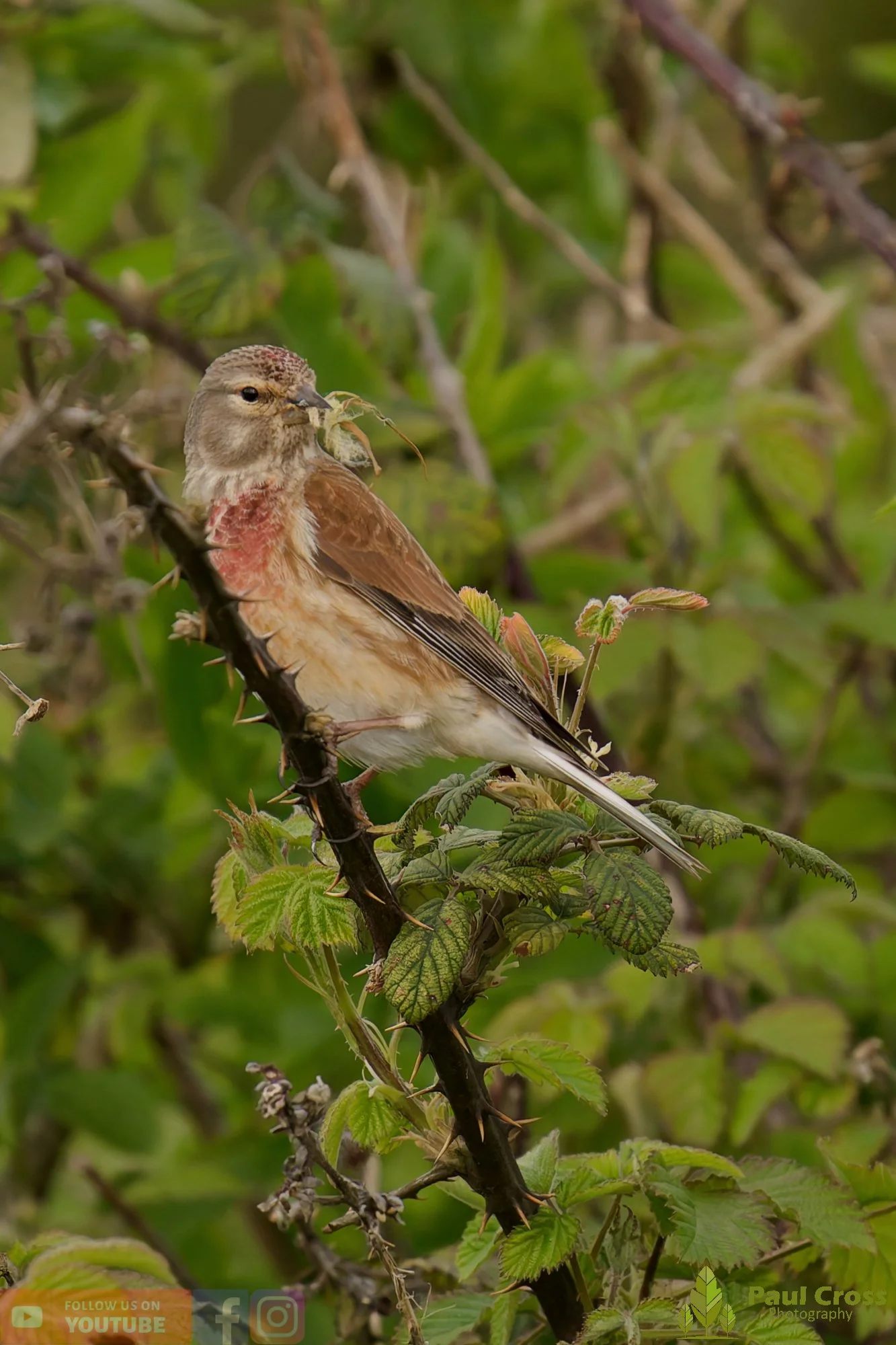 Common Linnet-00390.jpg