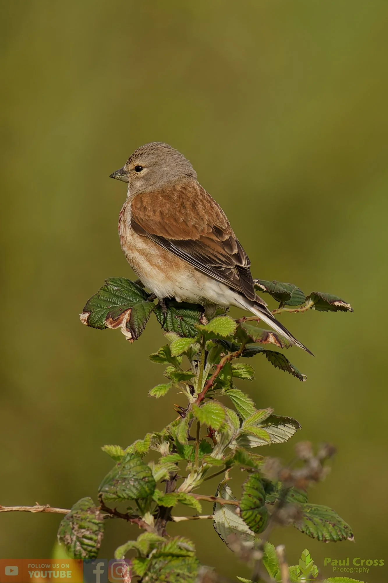 Common Linnet-00391.jpg