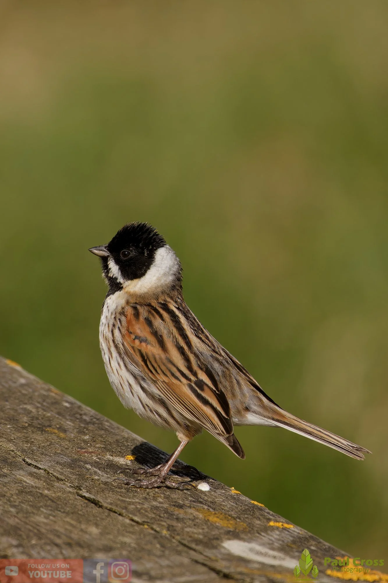 Common Reed Bunting-00078.jpg