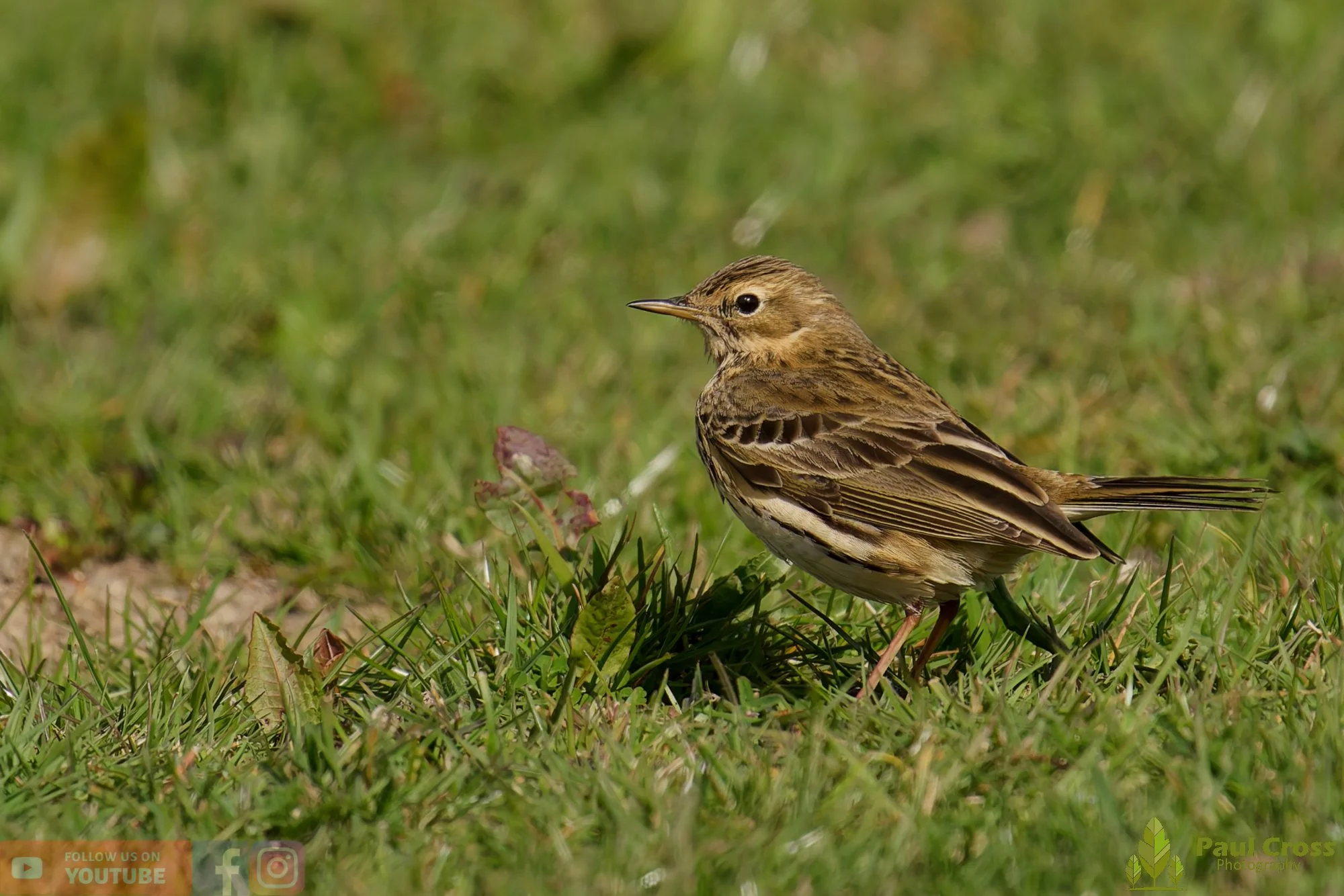 Meadow Pipit-00088.jpg