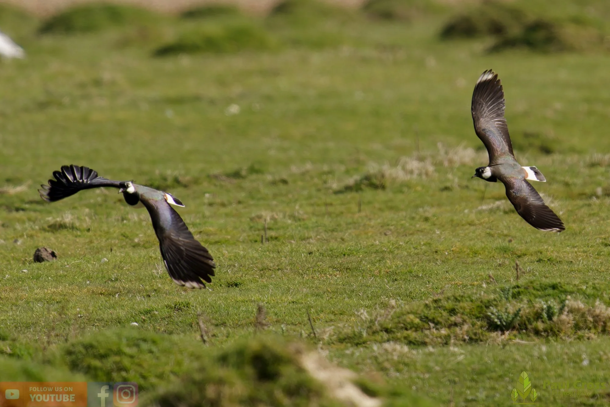 Northern lapwing-00147.jpg