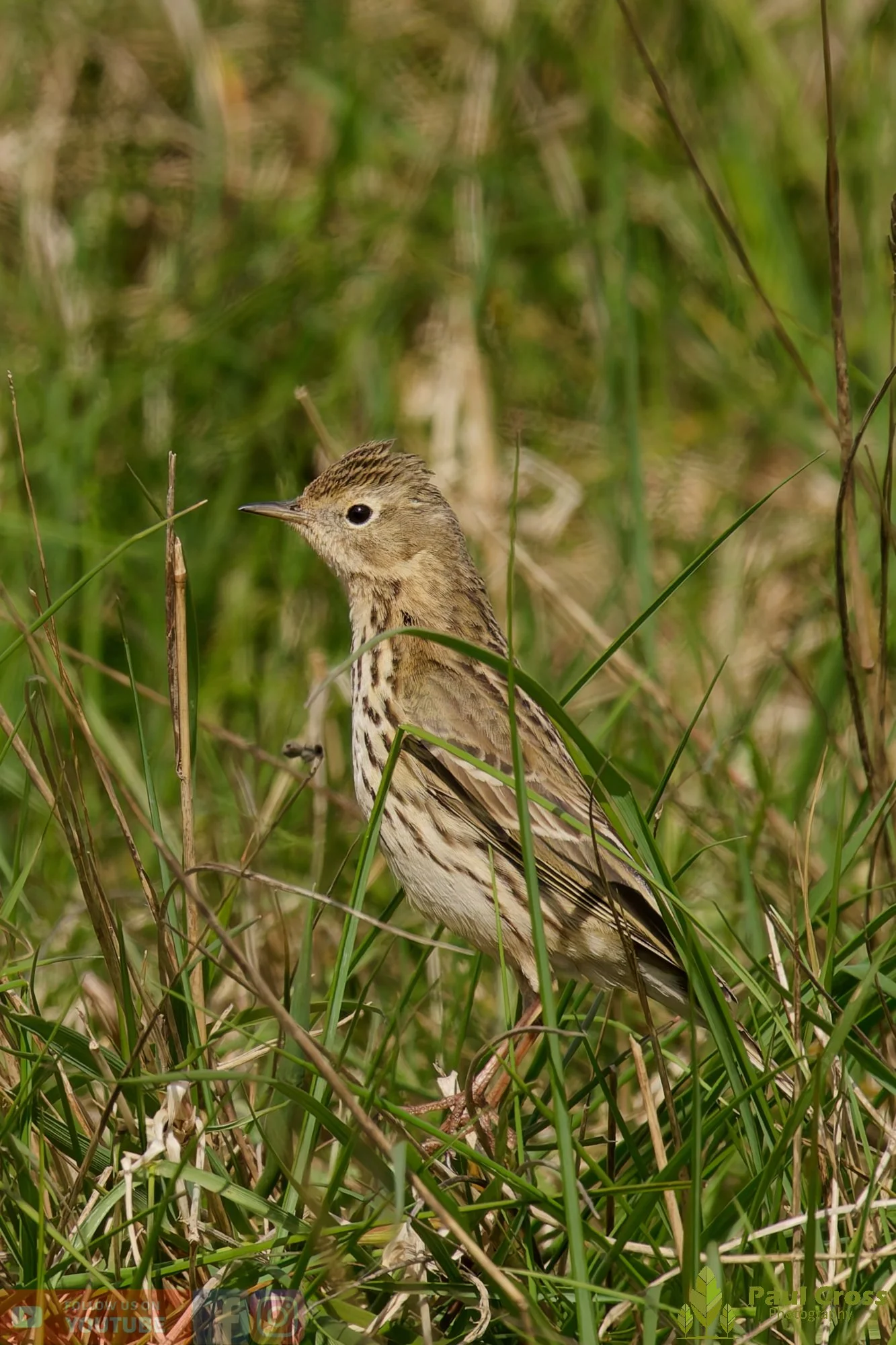 Tree Pipit-00001.jpg