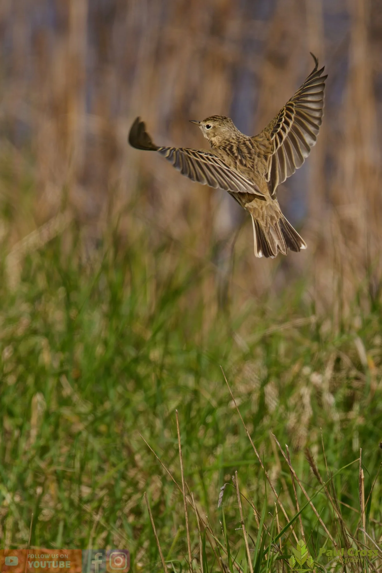 Tree Pipit-00002.jpg