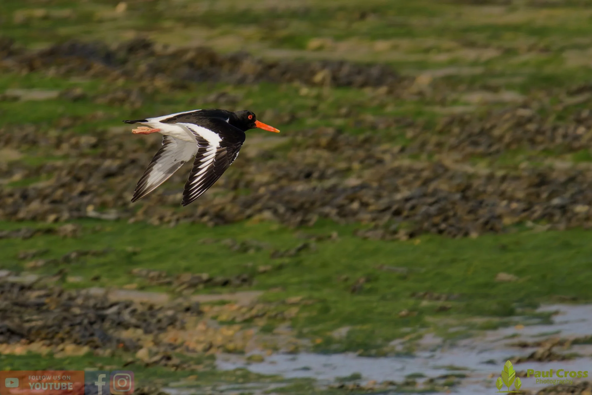 Oystercatcher-00475.jpg