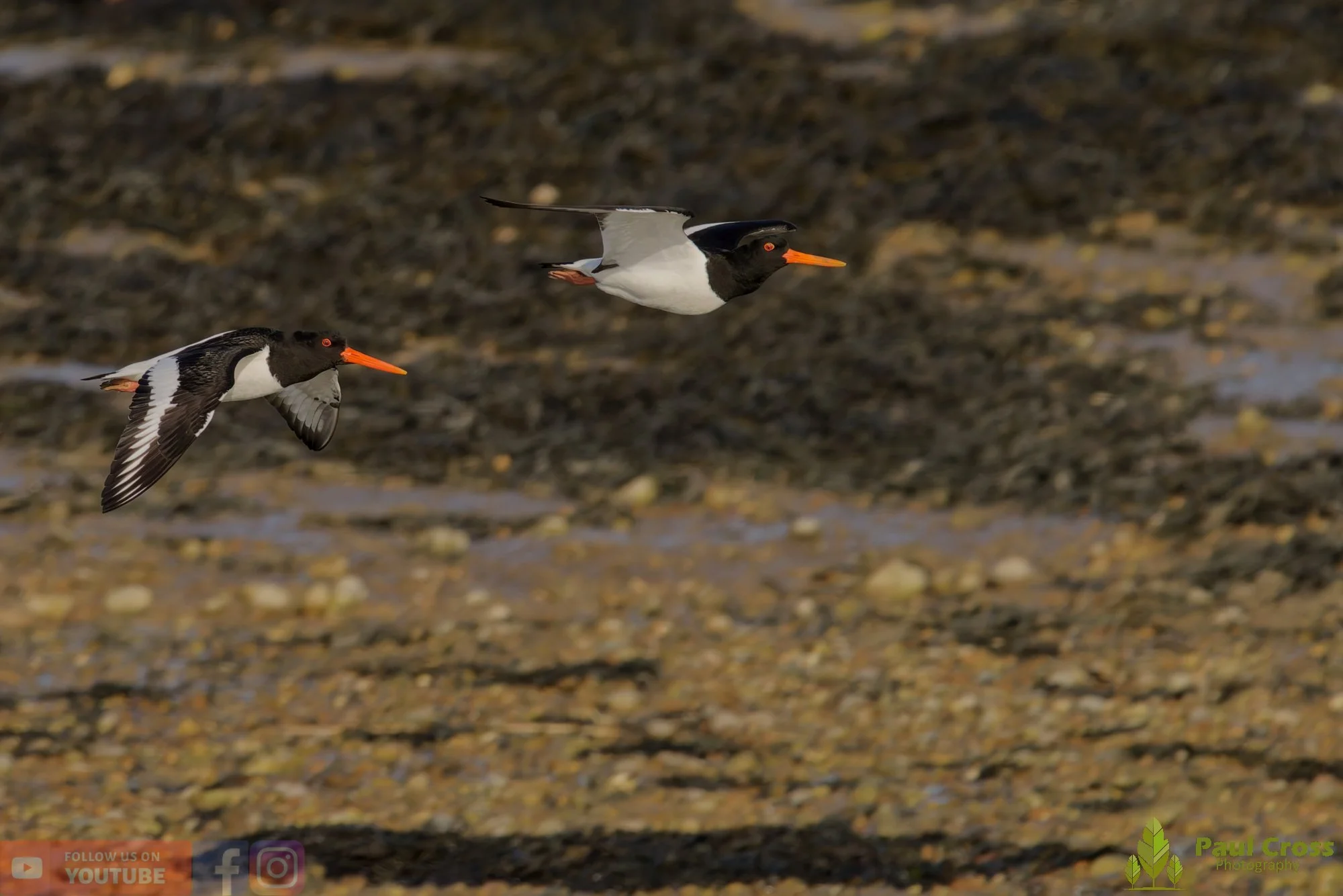 Oystercatcher-00476.jpg