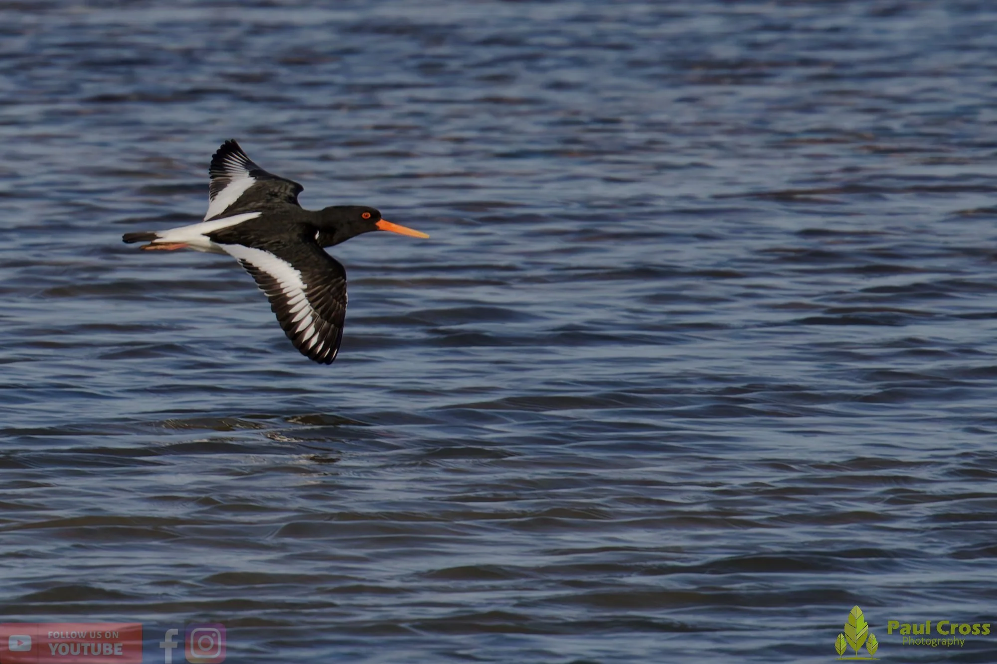 Oystercatcher-00477.jpg