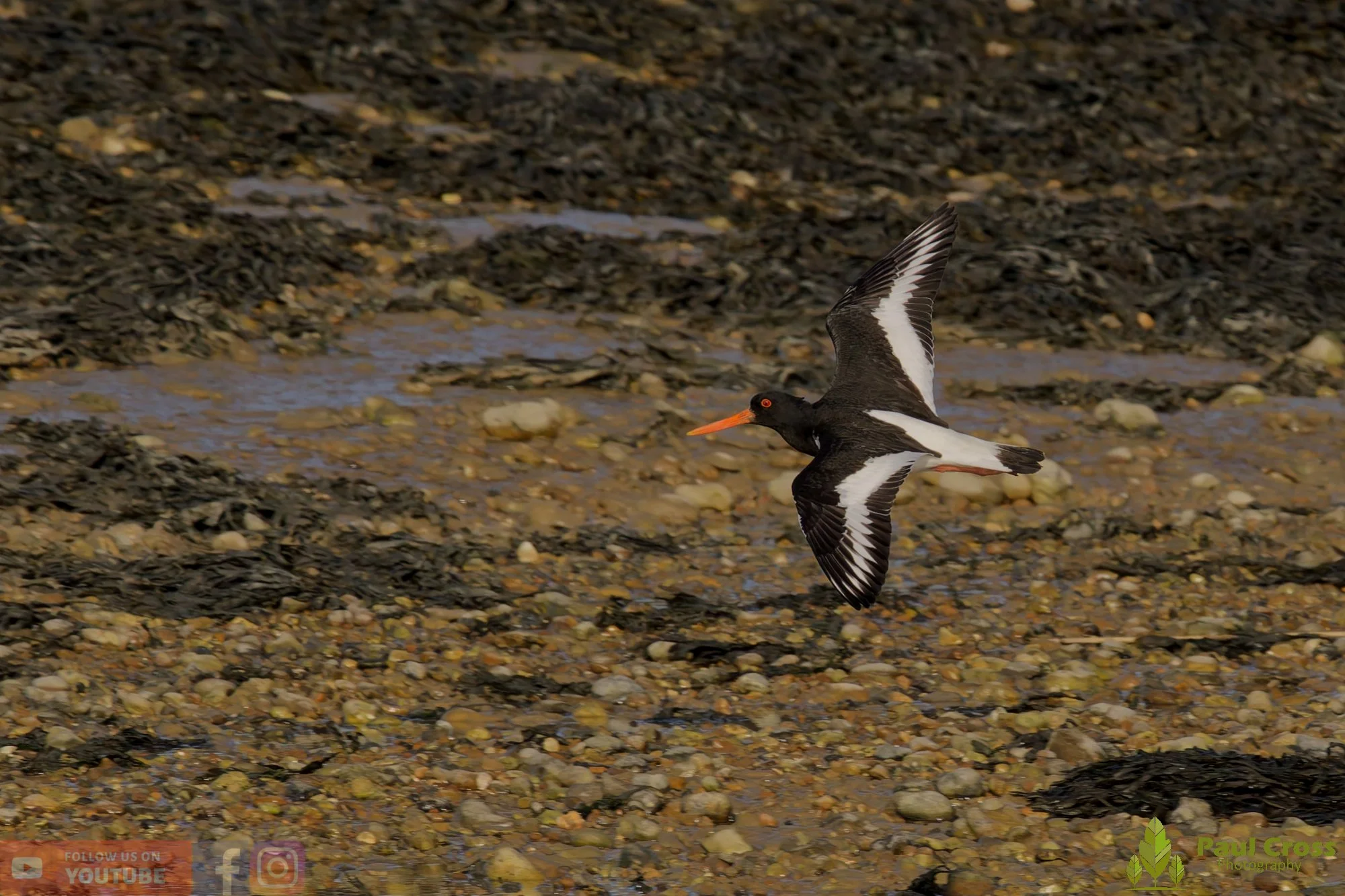 Oystercatcher-00478.jpg
