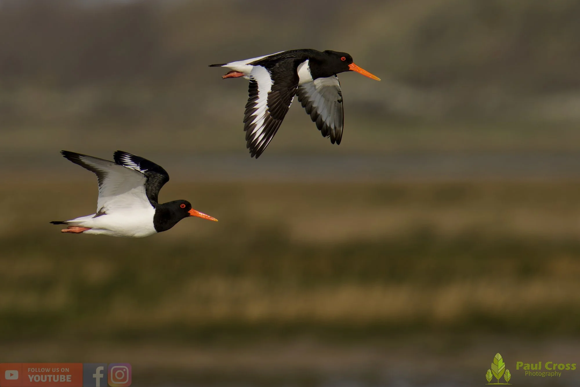 Oystercatcher-00479.jpg