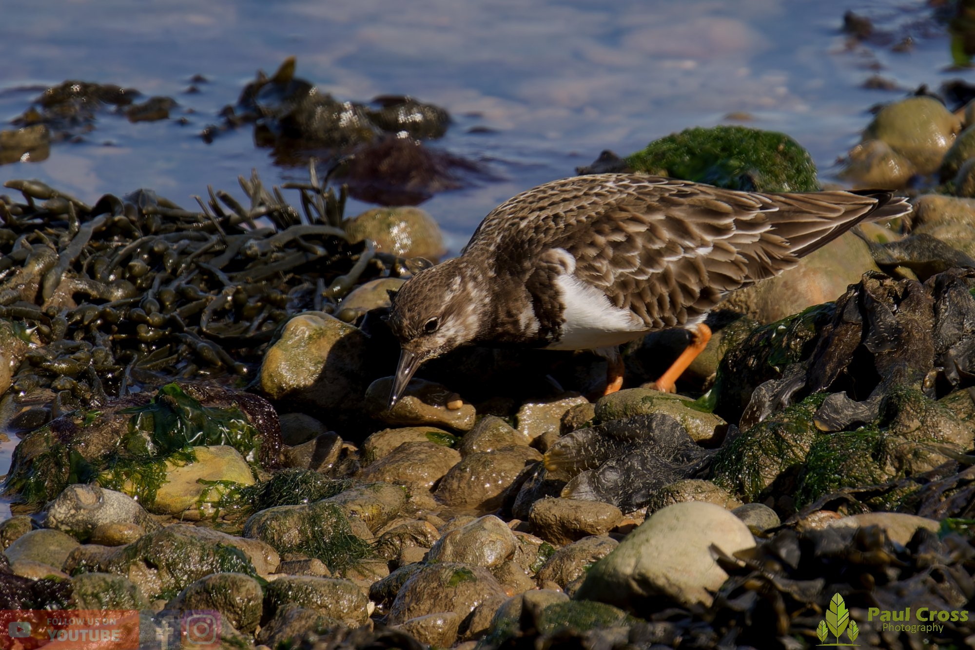 Ruddy Turnstone-00093.jpg