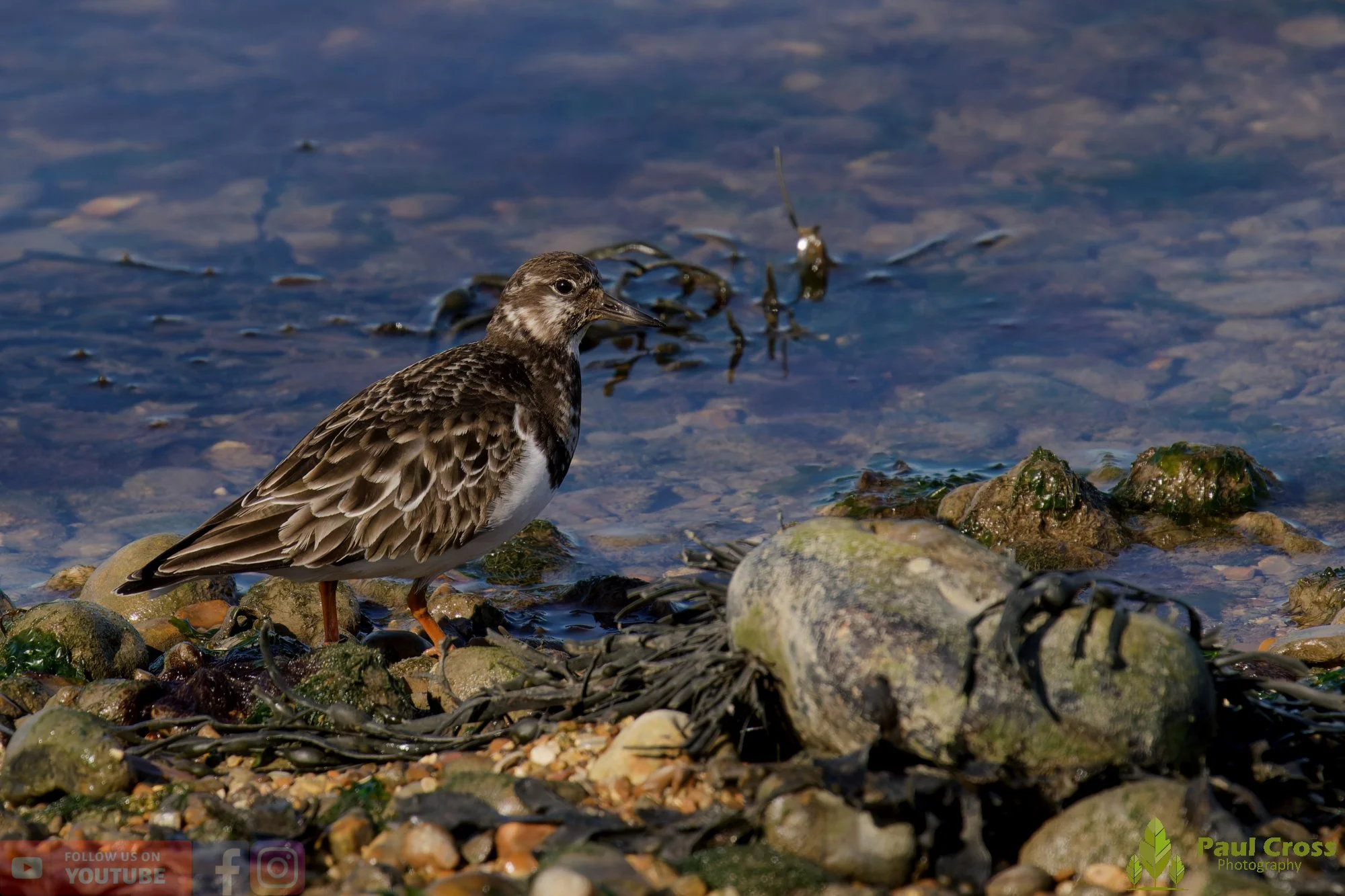 Ruddy Turnstone-00094.jpg