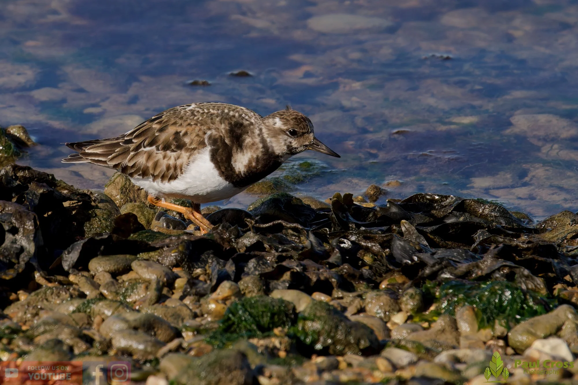 Ruddy Turnstone-00095.jpg