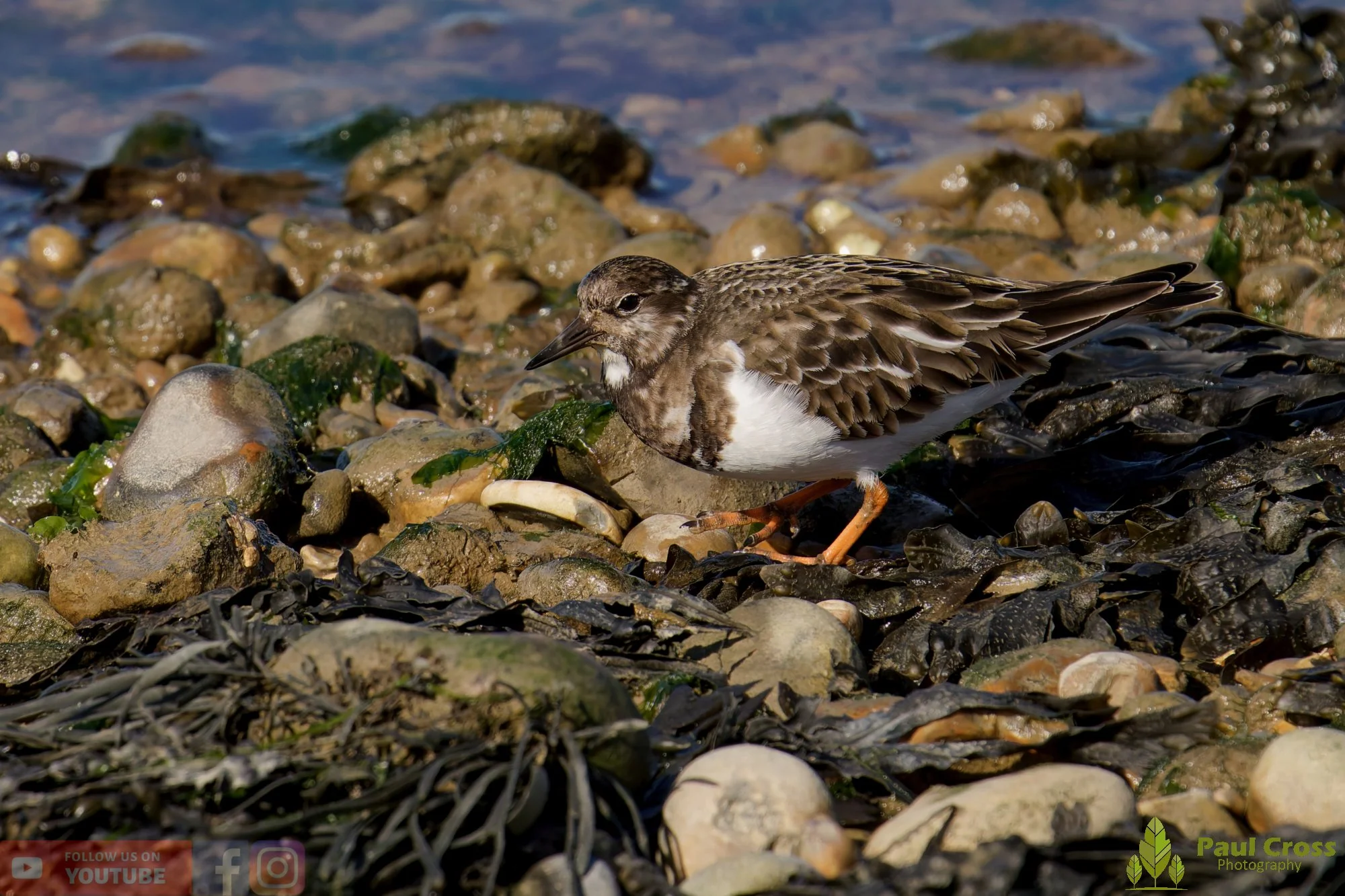 Ruddy Turnstone-00096.jpg