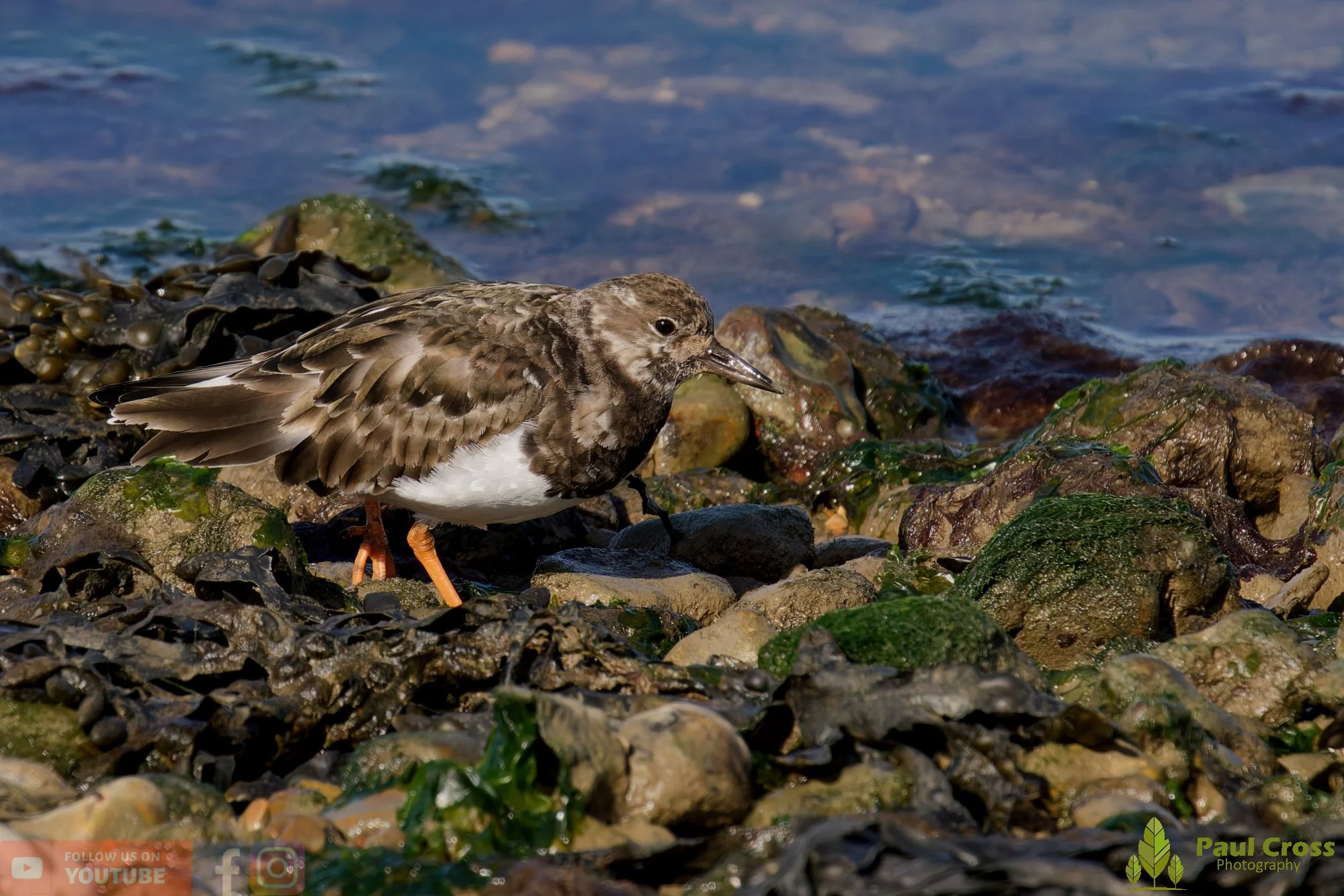 Ruddy Turnstone-00097.jpg