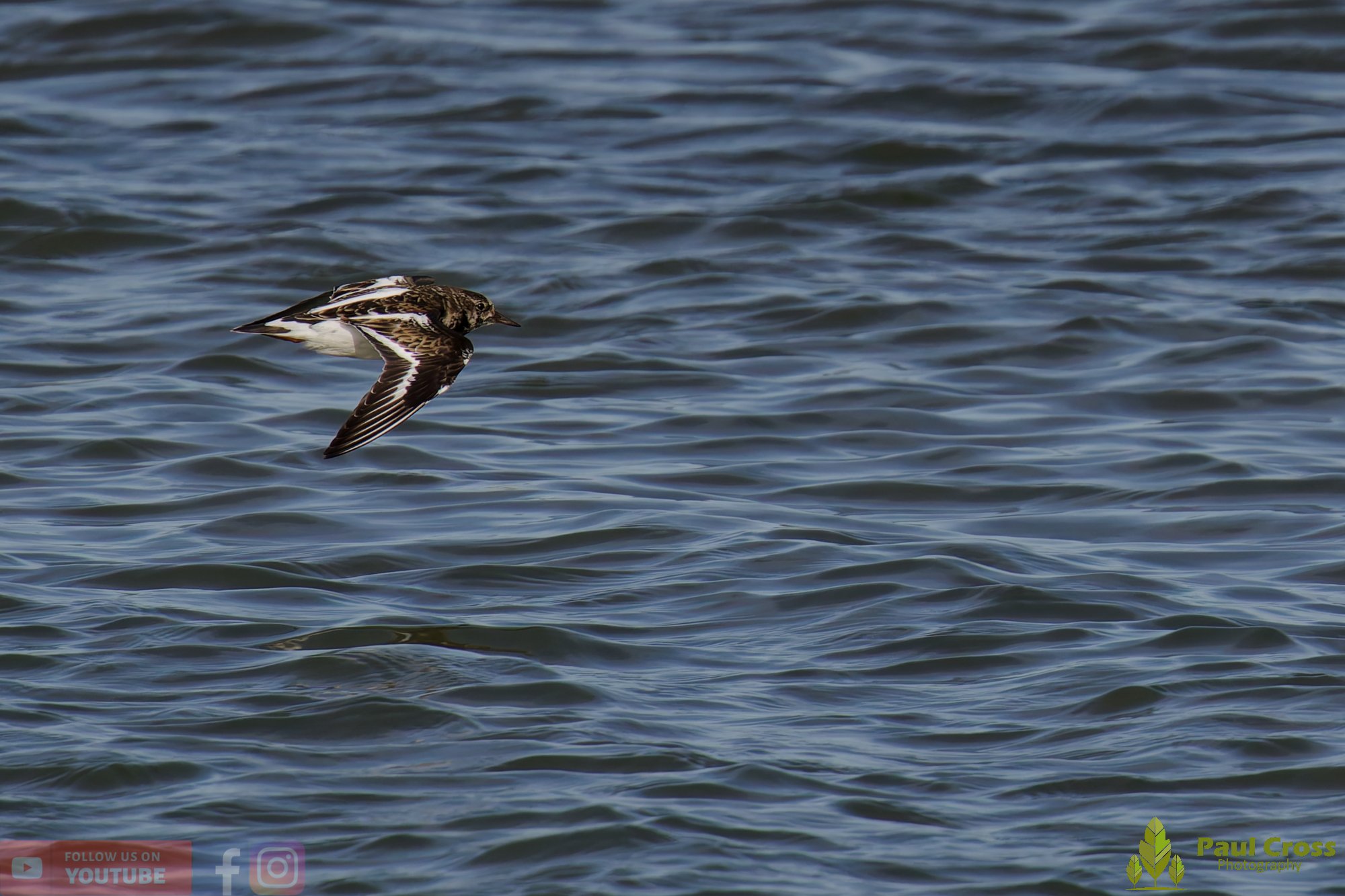 Ruddy Turnstone-00098.jpg