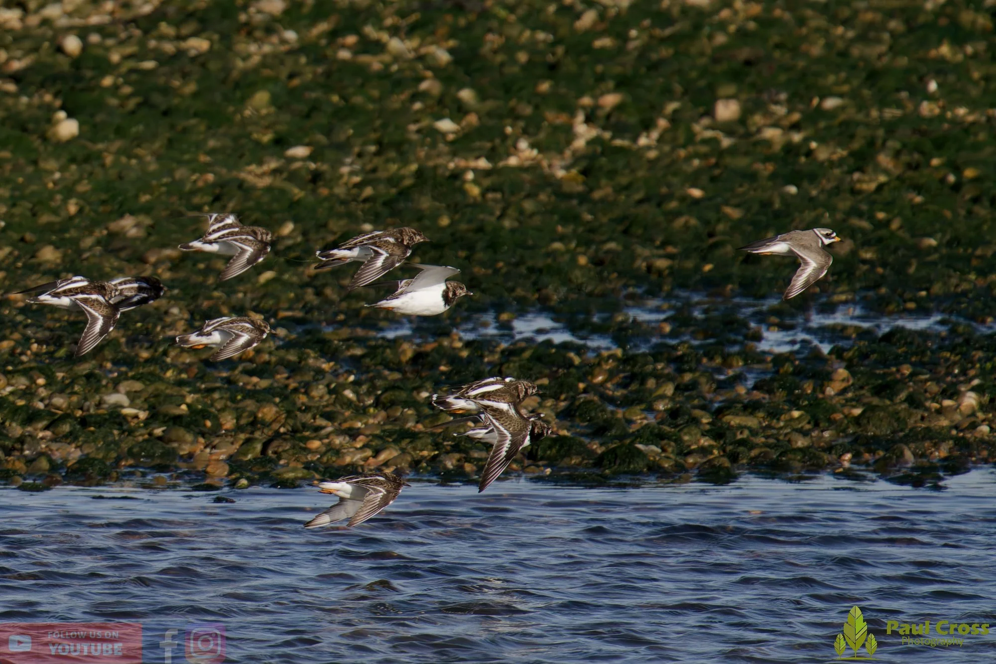 Ruddy Turnstone-00099.jpg