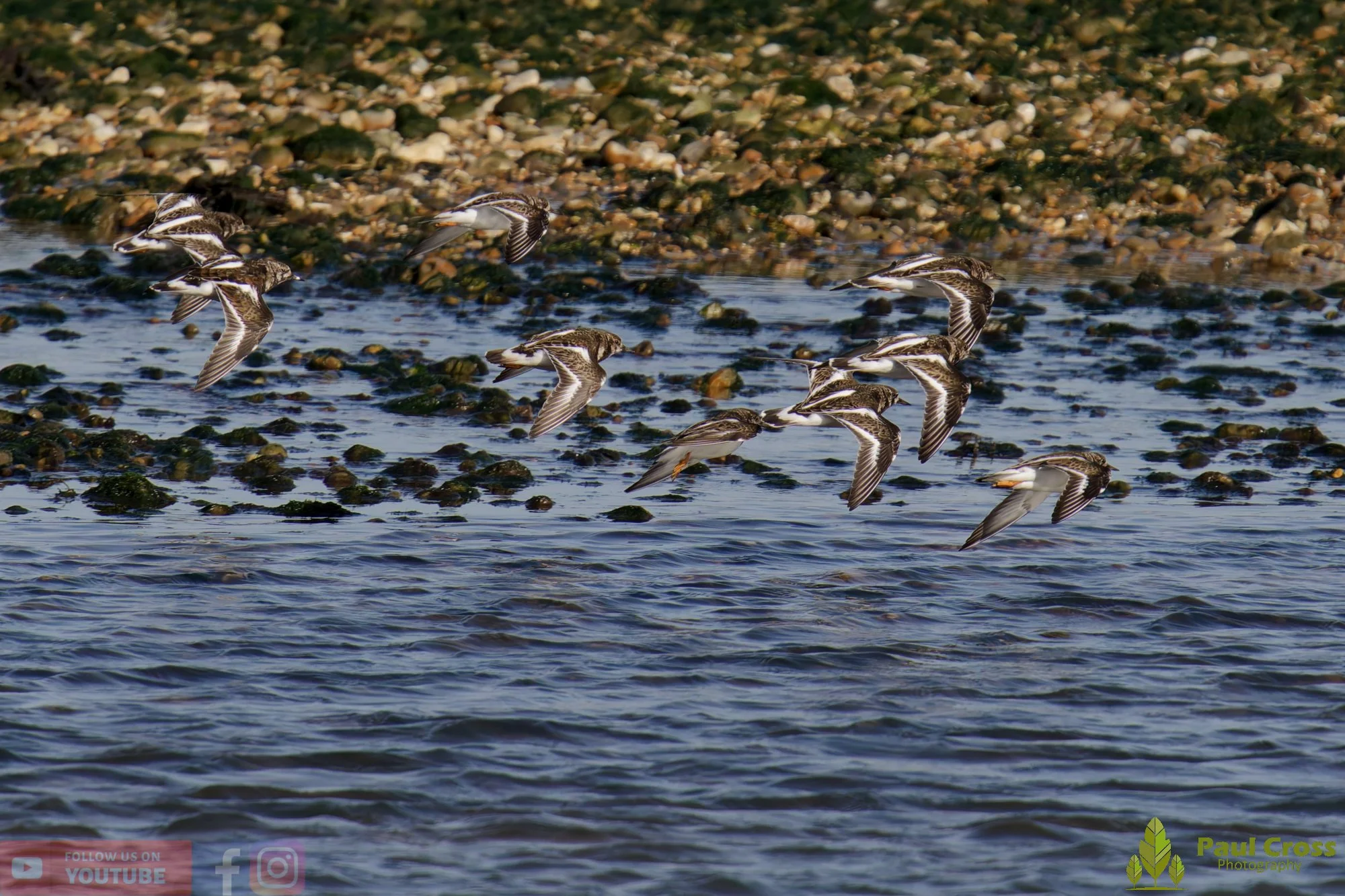 Ruddy Turnstone-00100.jpg