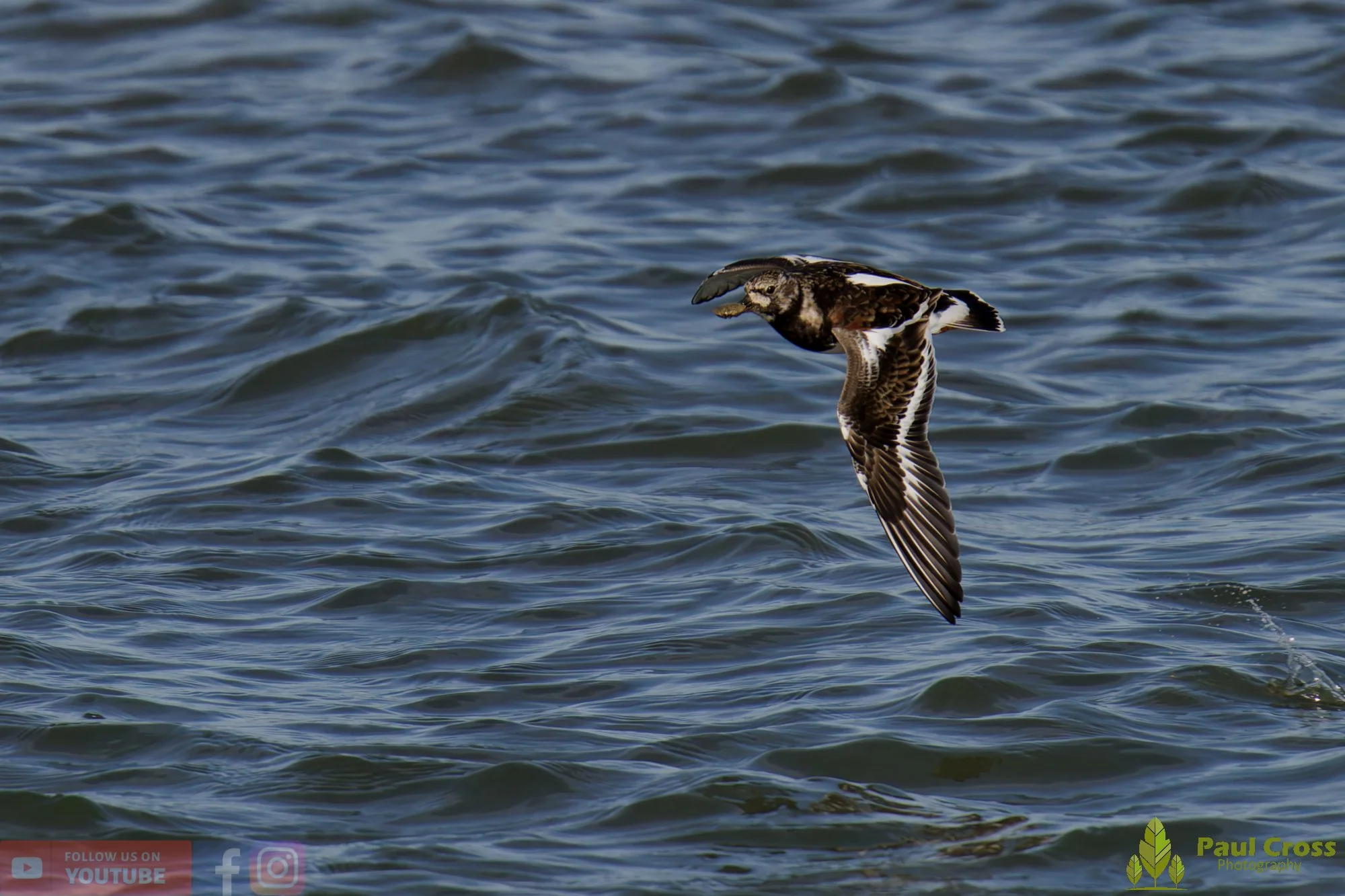 Ruddy Turnstone-00101.jpg