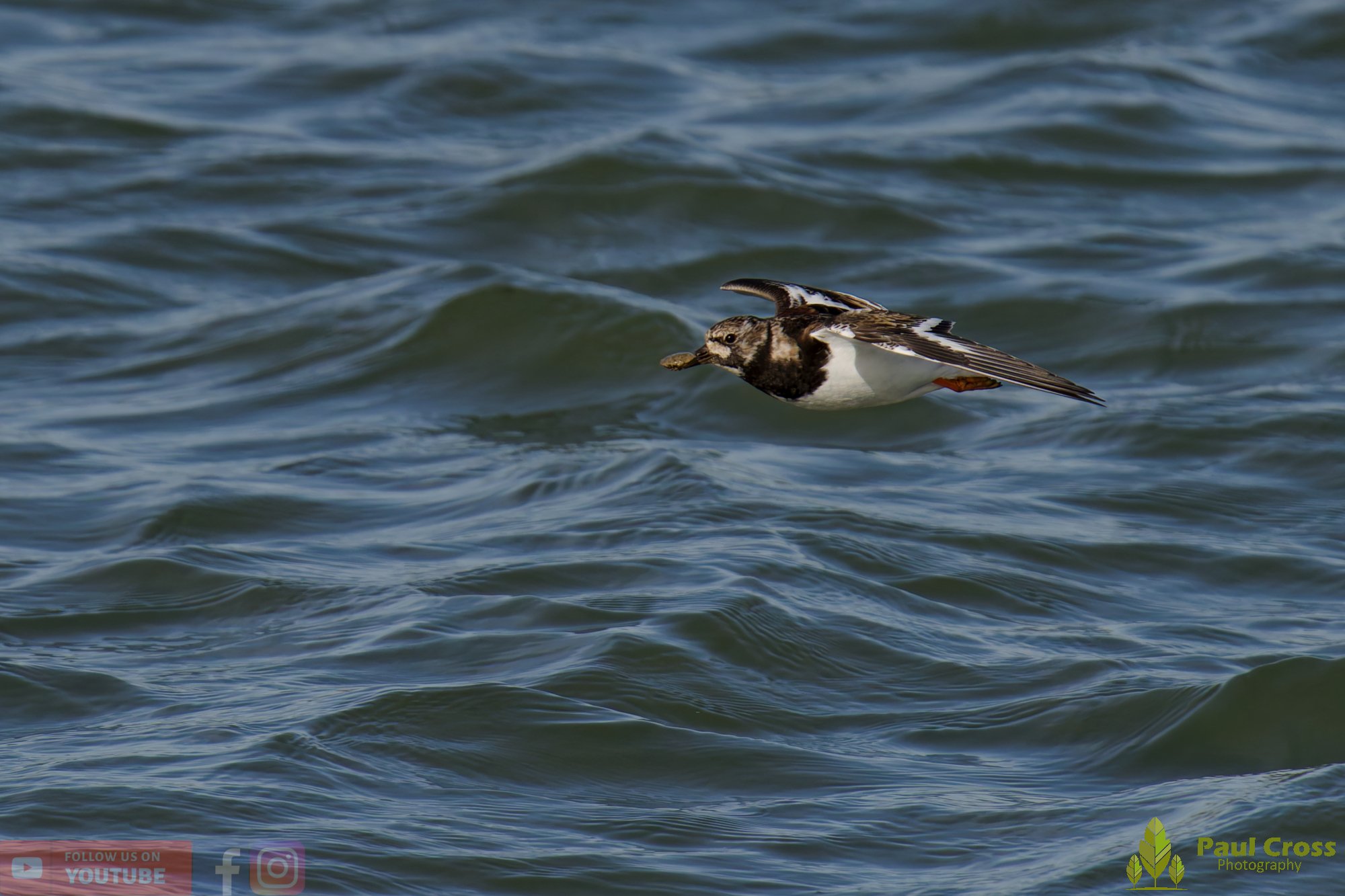 Ruddy Turnstone-00102.jpg