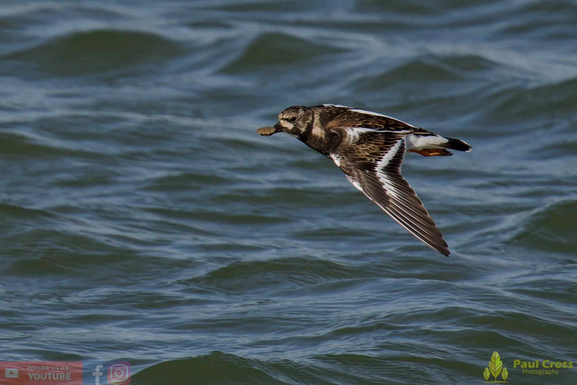 Ruddy Turnstone-00104.jpg