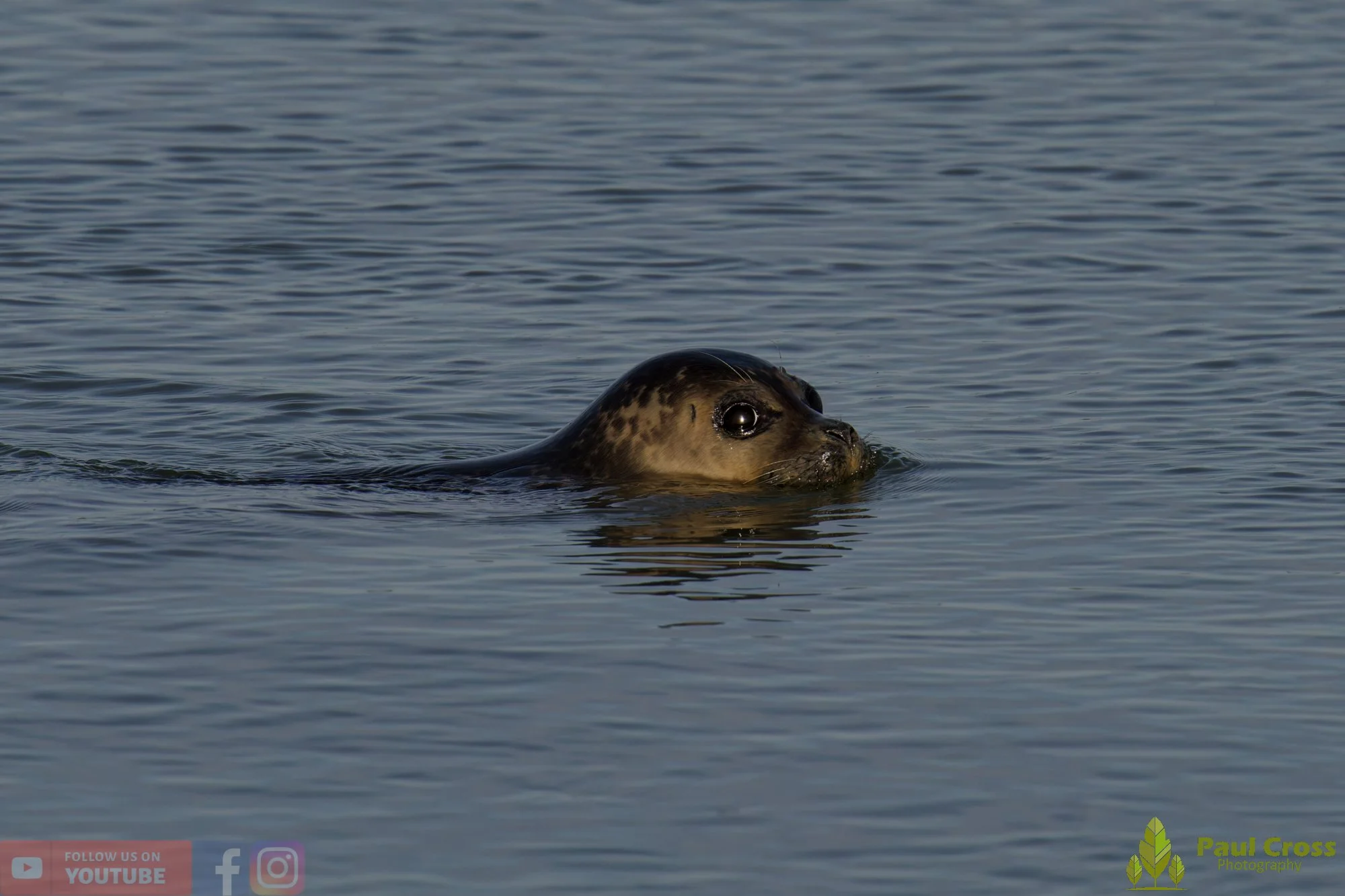 Harbour Seal-00028.jpg