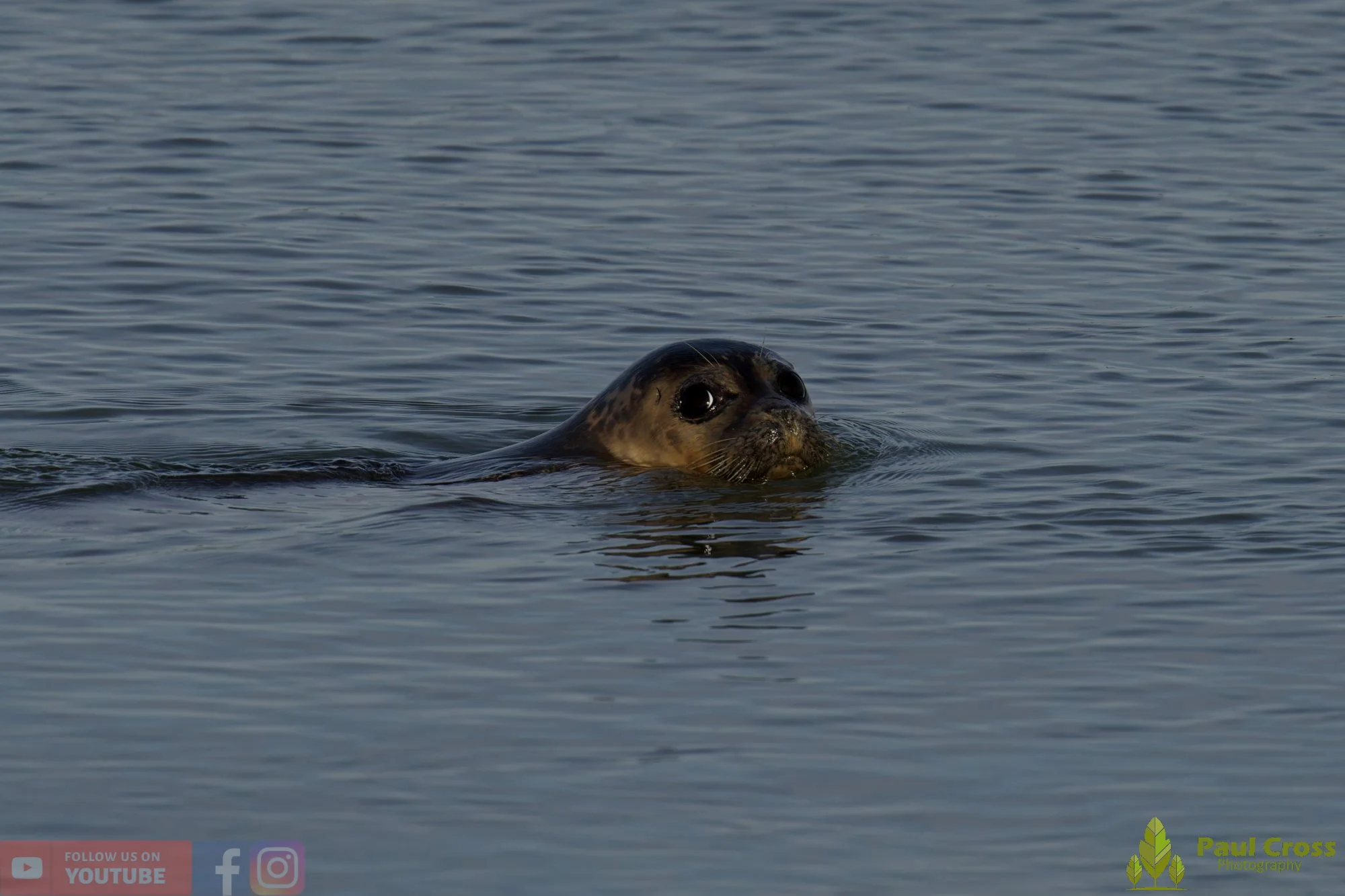 Harbour Seal-00029.jpg