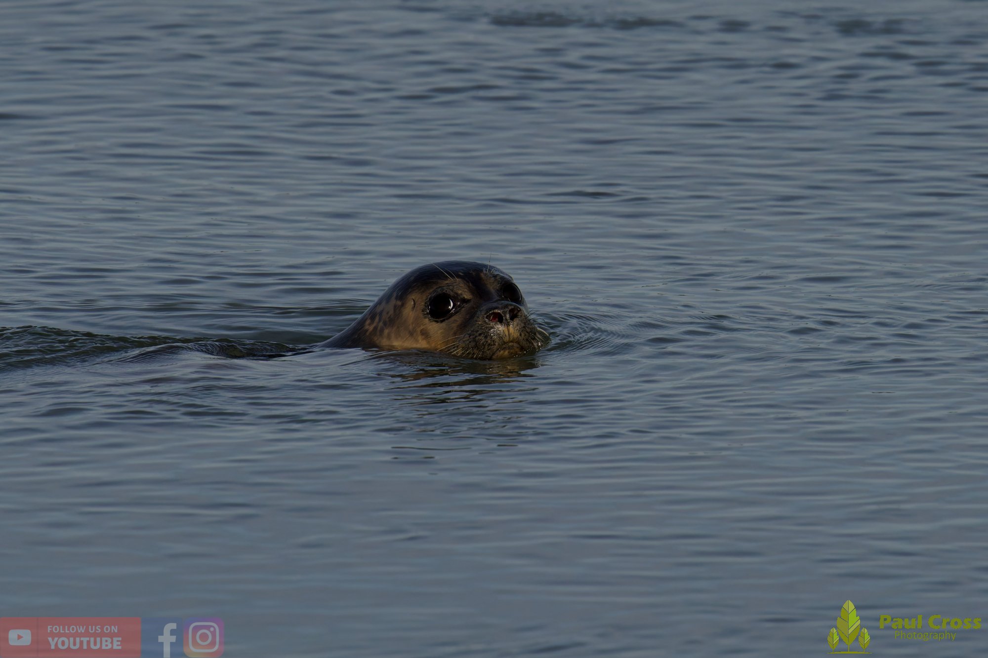 Harbour Seal-00030.jpg