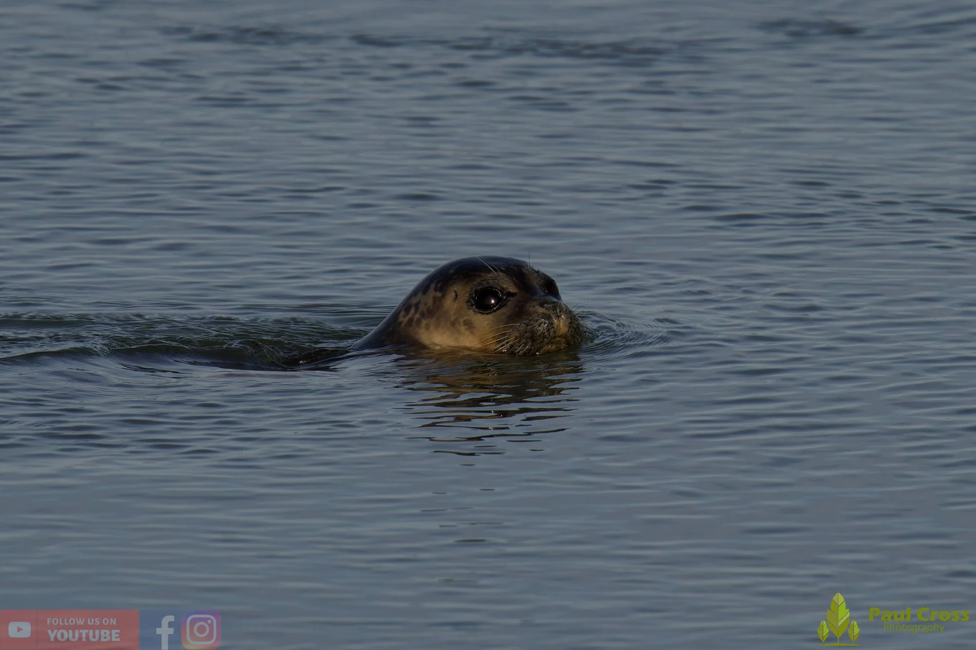 Harbour Seal-00031.jpg