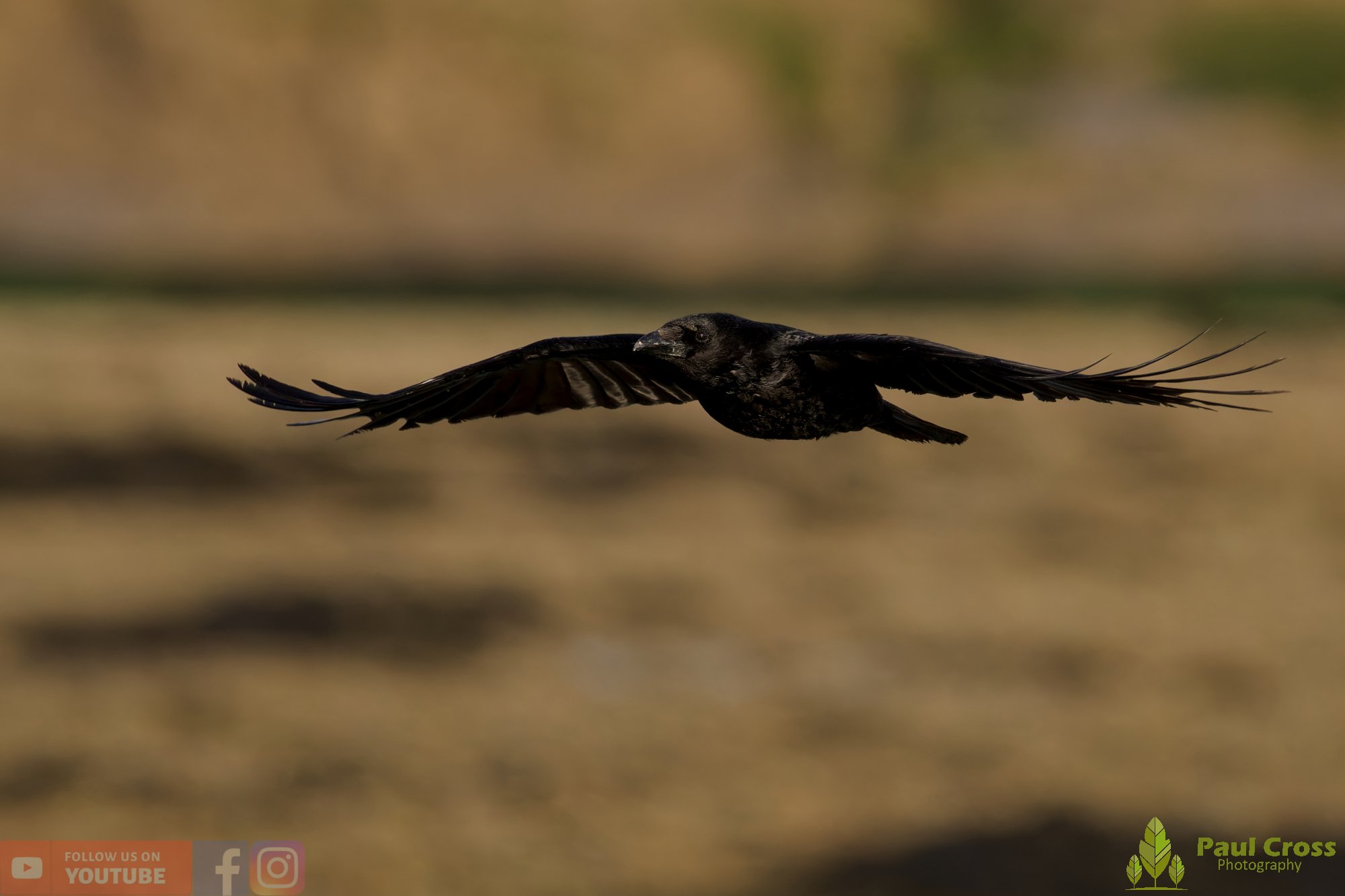 Carrion Crow-00135.jpg